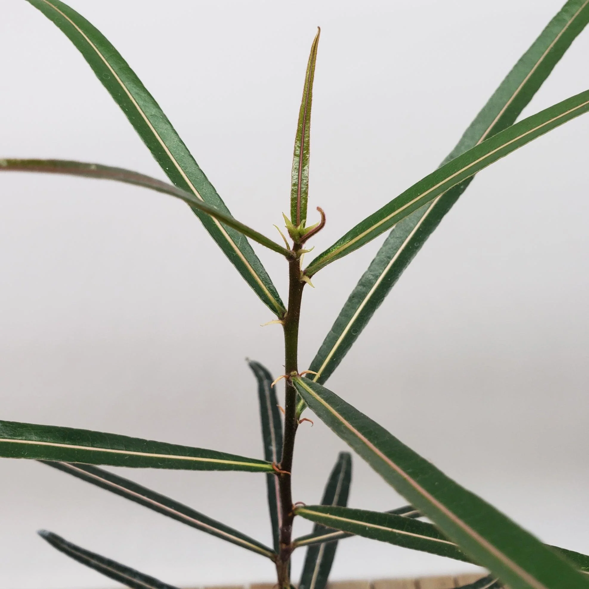Queensland Bottle Tree 'Brachychiton rupestris'