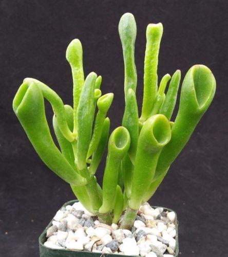 ET Fingers-Shrek Ears 'Crassula ovata Gollum Jade'