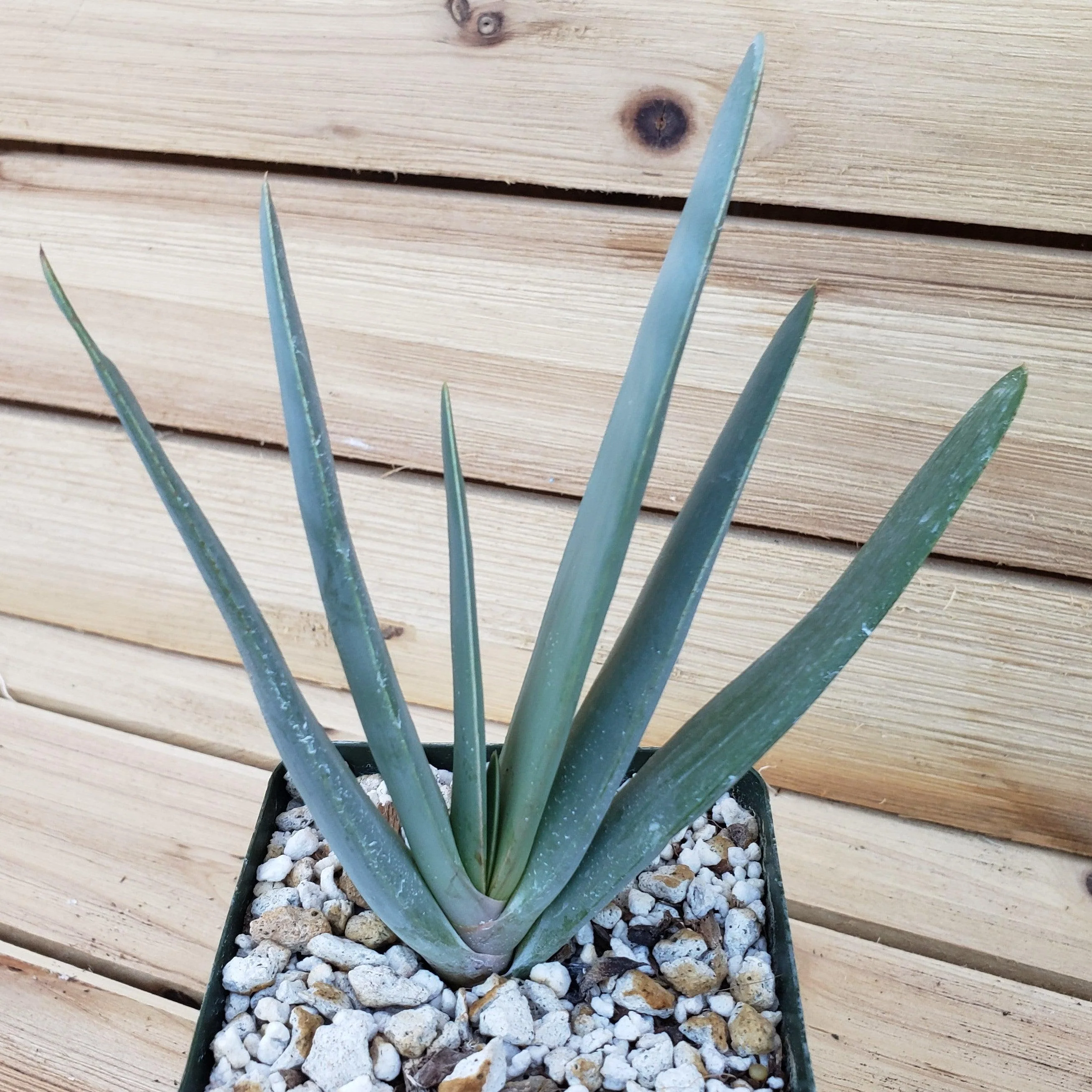 Fan Aloe - Aloe plicatilis
