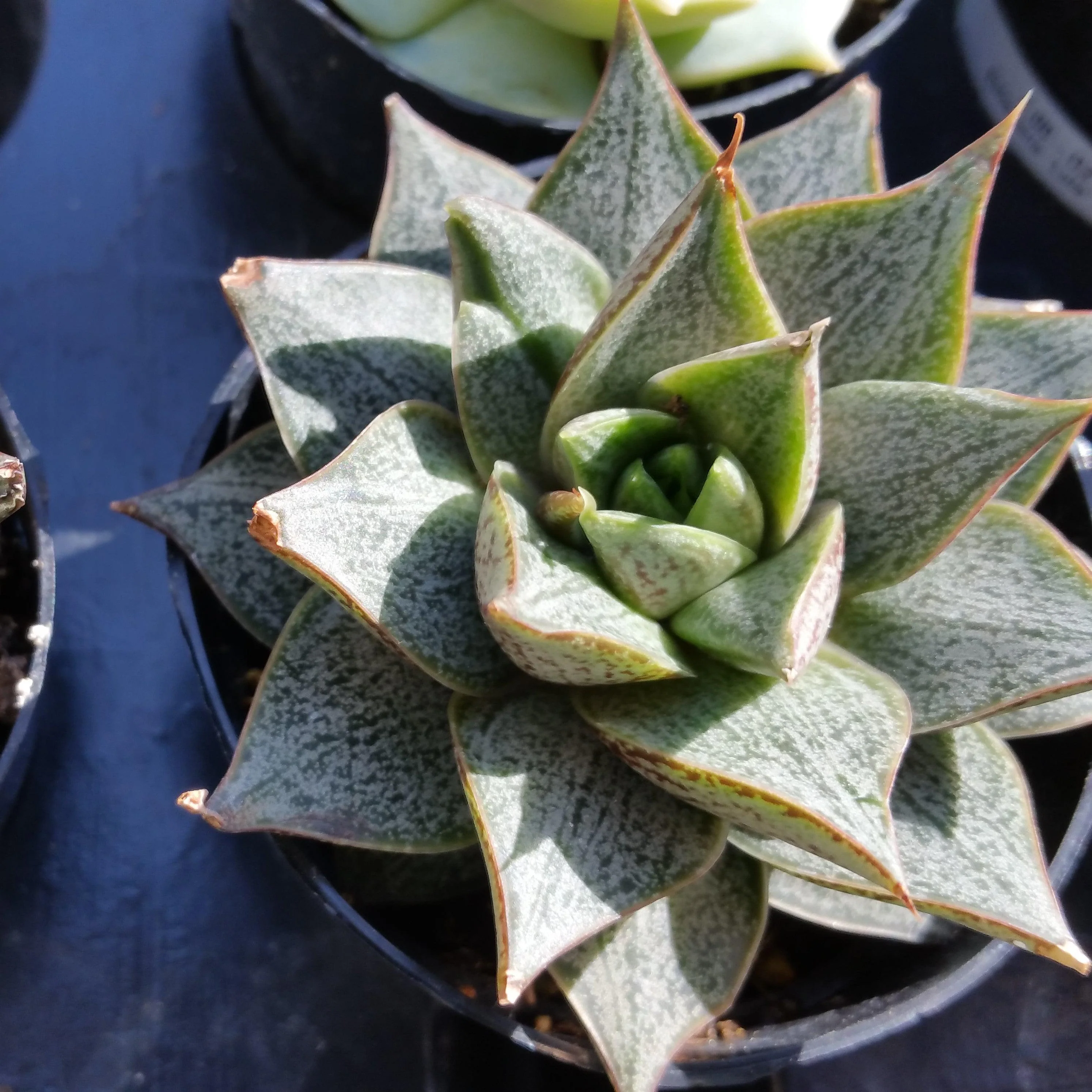 Echeveria purpusorum