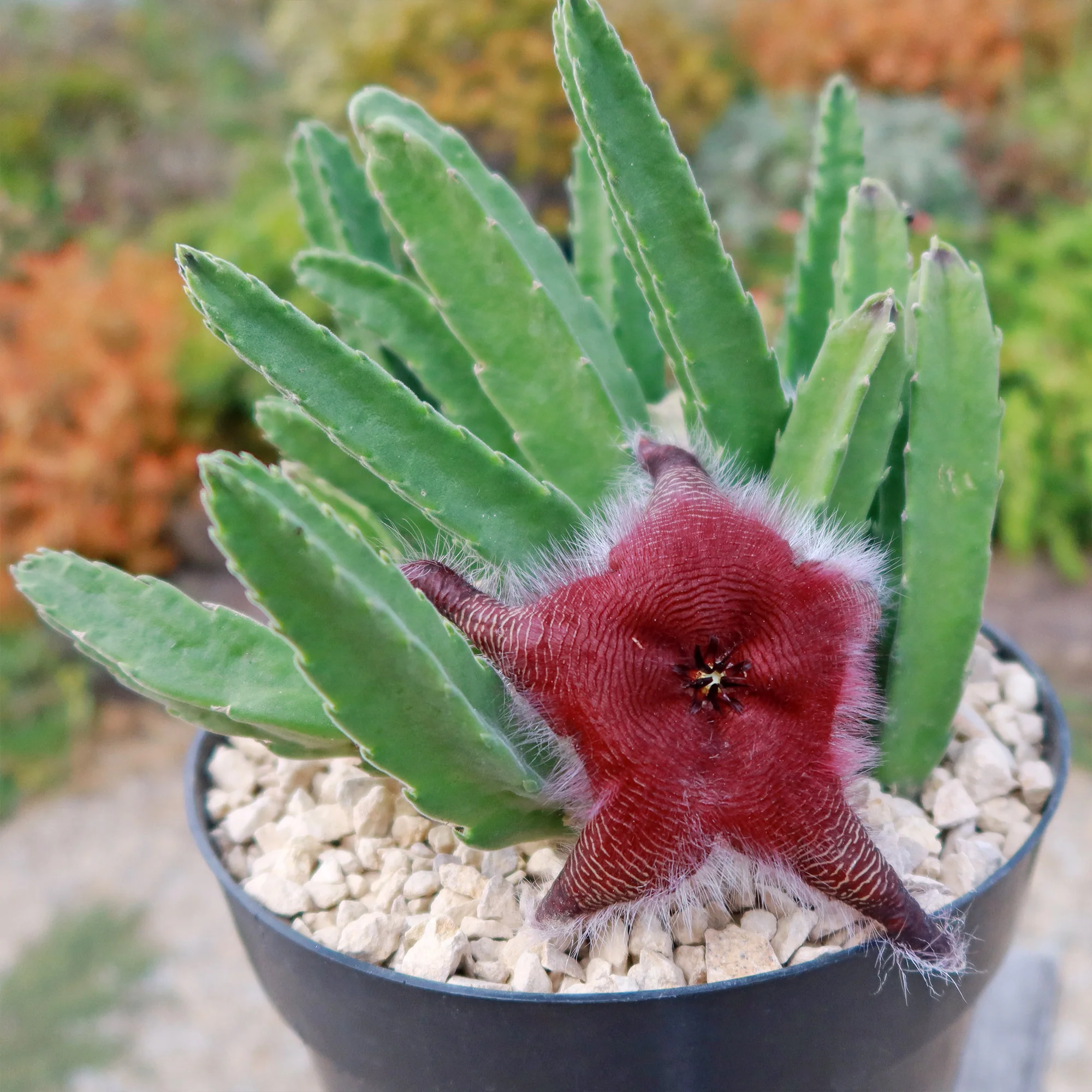 Giant Toad Plant ��Stapelia grandiflora��