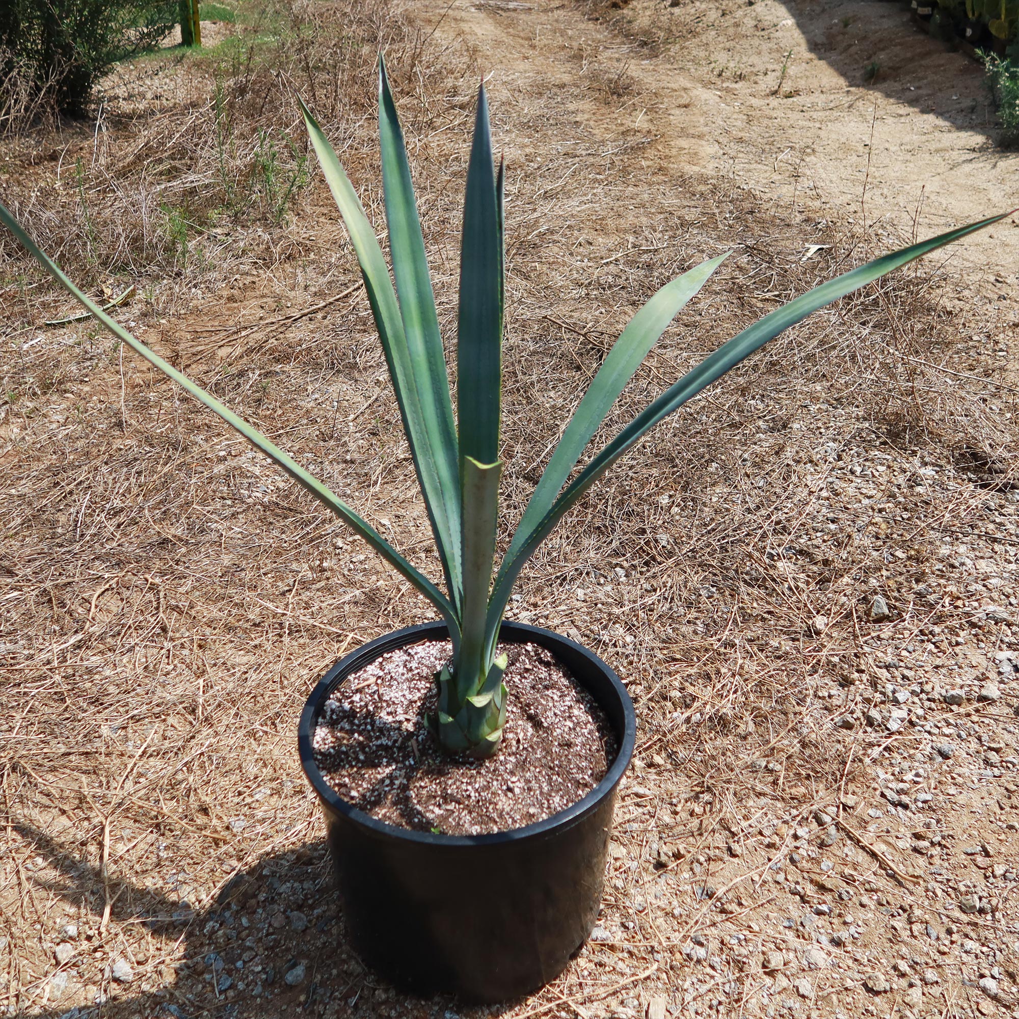 Blue agave - Agave Tequilana 'Tequila Plant'