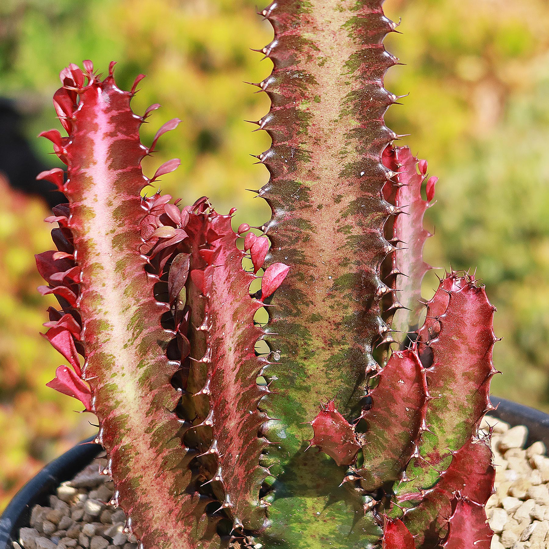 African Milk Tree - Euphorbia trigona 'Rubra'