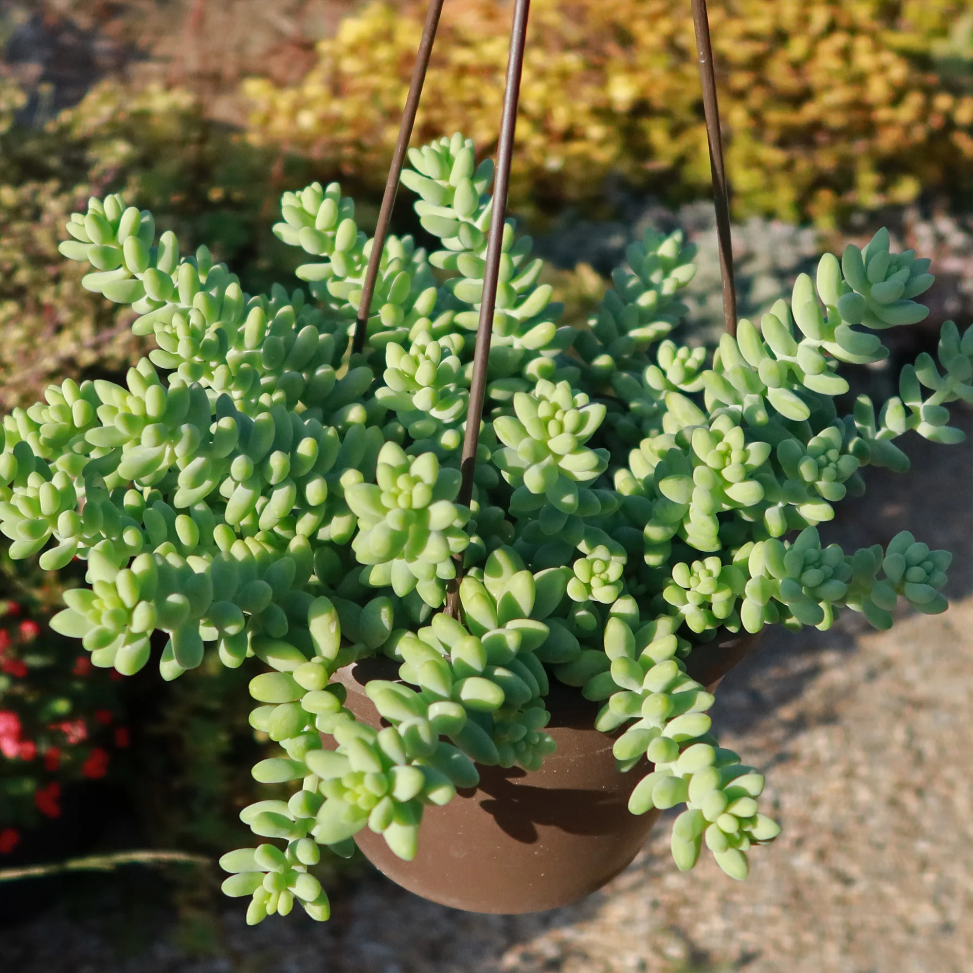 Burro��s Tail Succulent - Sedum morganianum ��Burrito��