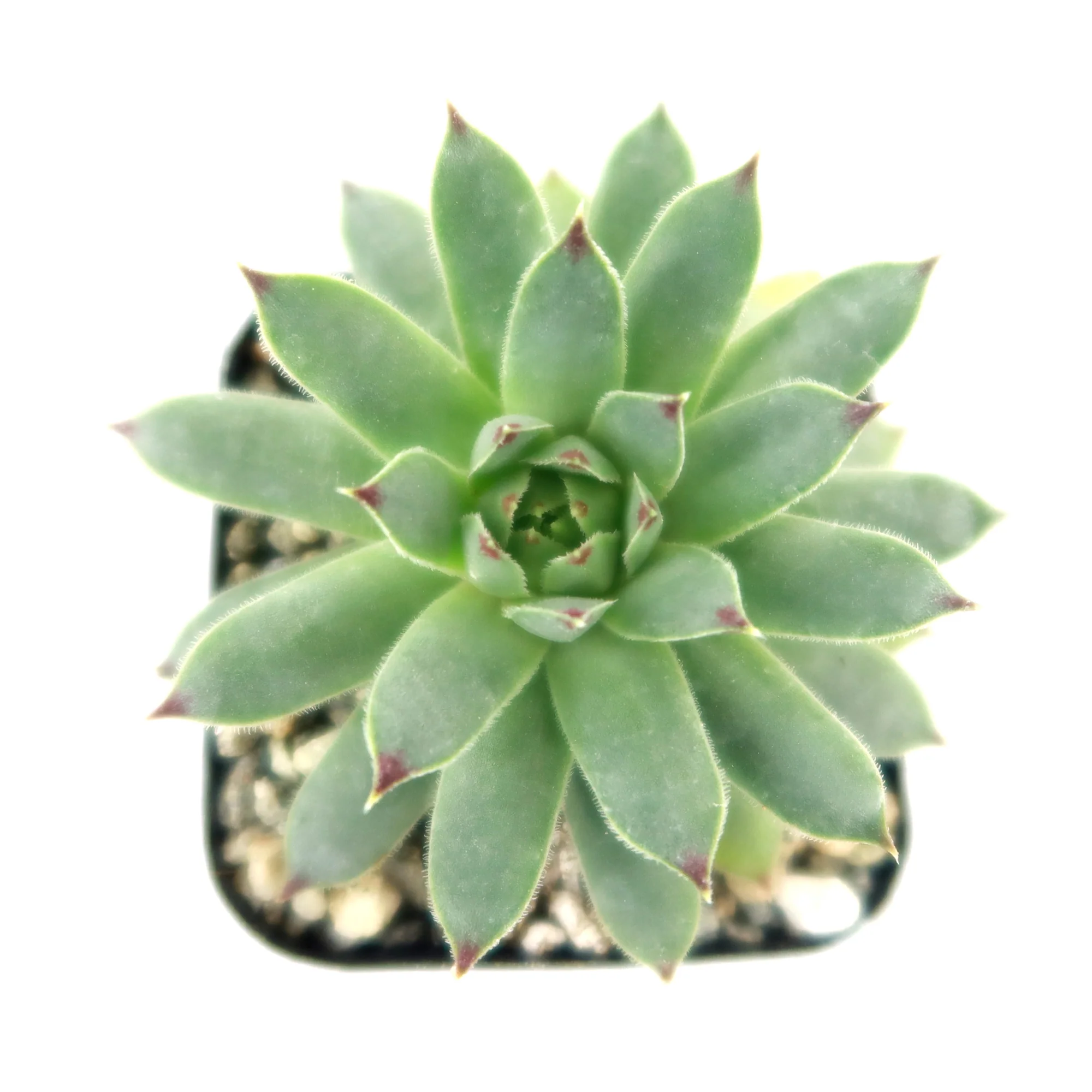 Sempervivum calcareum (Hens and Chicks)