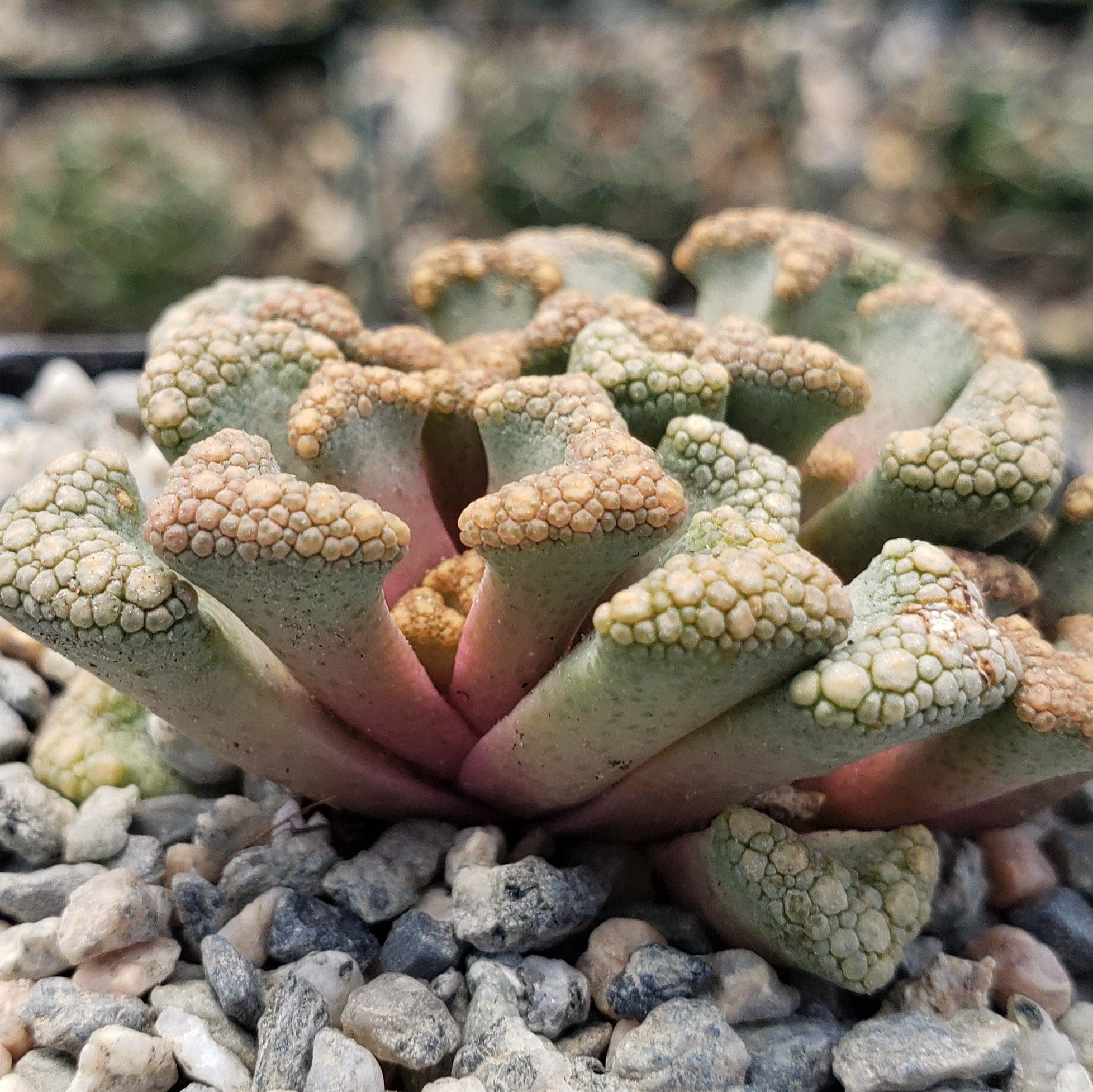 Titanopsis Hugo Schlechteri
