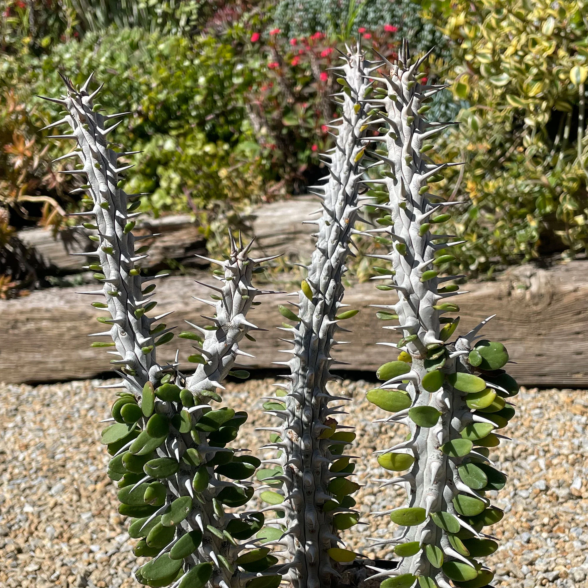 Madagascar ocotillo 'Alluaudia procera'