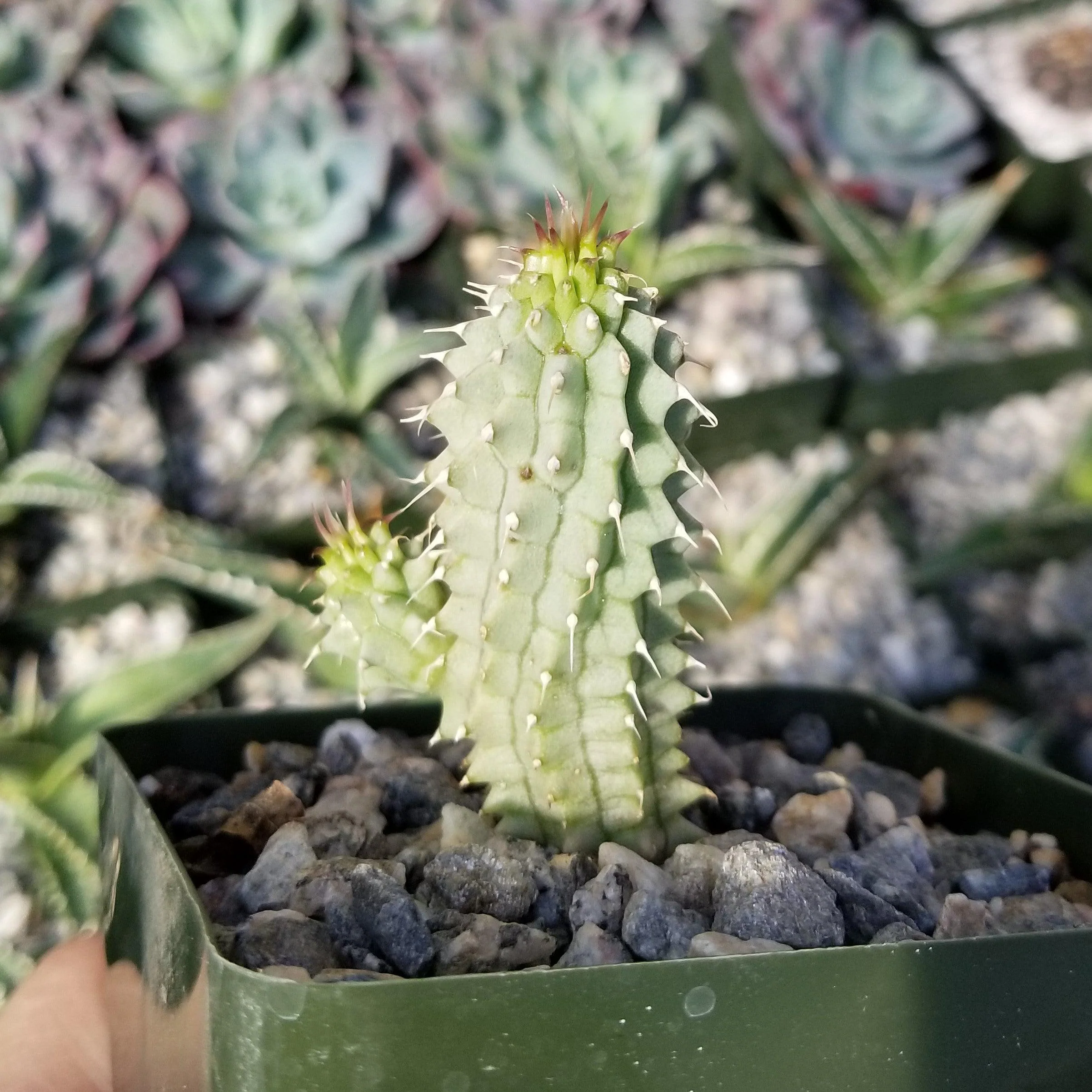 Kalahari Cactus 'Hoodia gordonii'