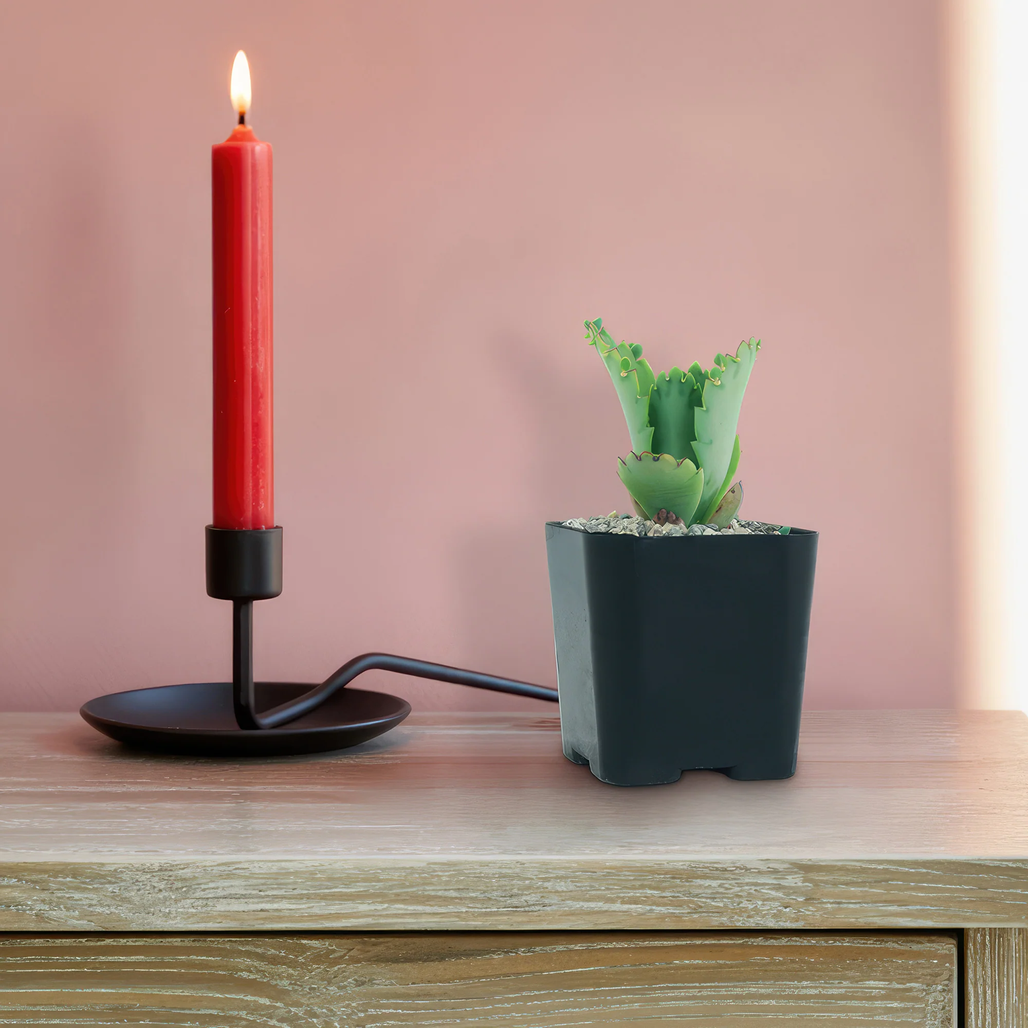 Mother of Thousands Plant 'Kalanchoe laetivirens'