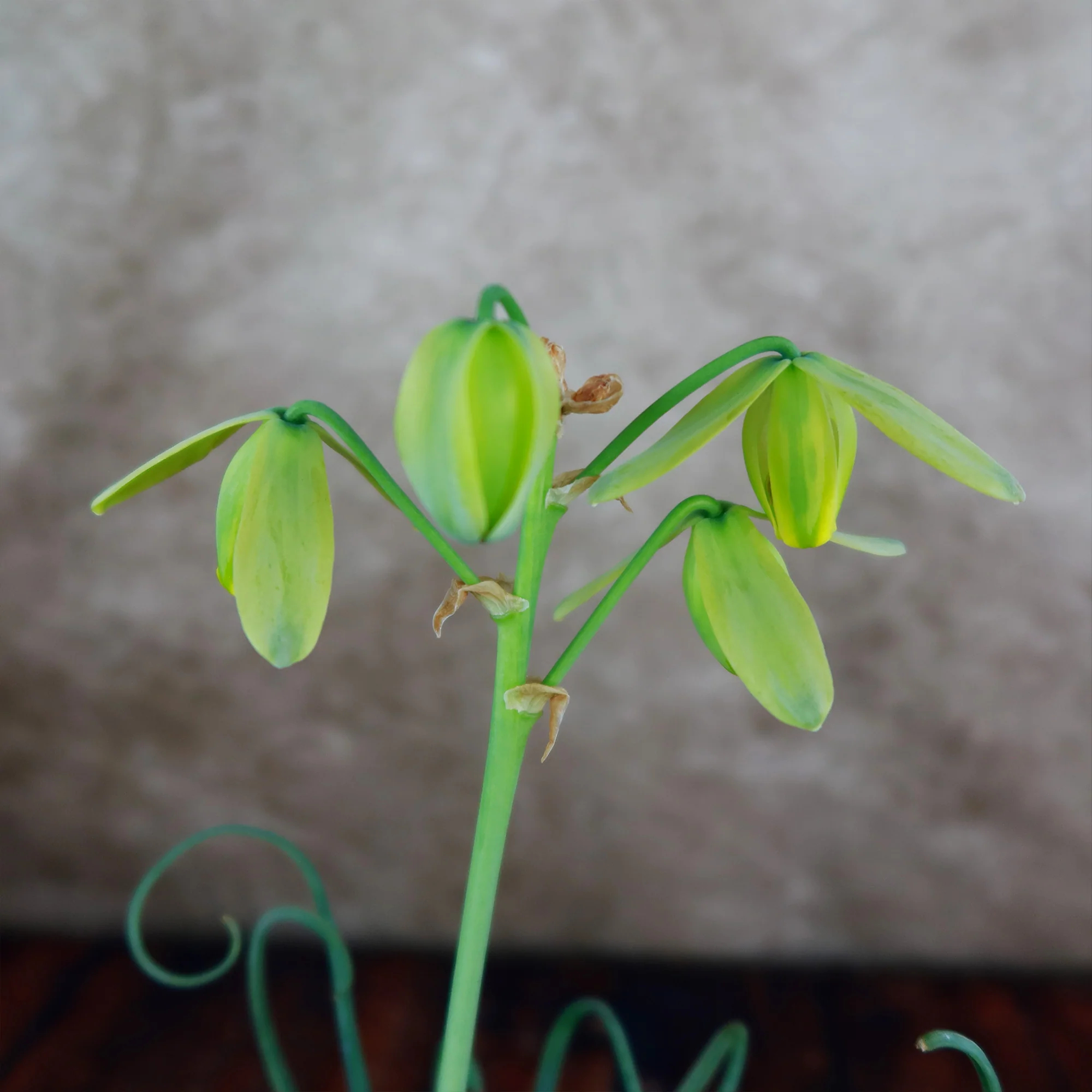 Frizzle Sizzle Plant - Albuca spiralis