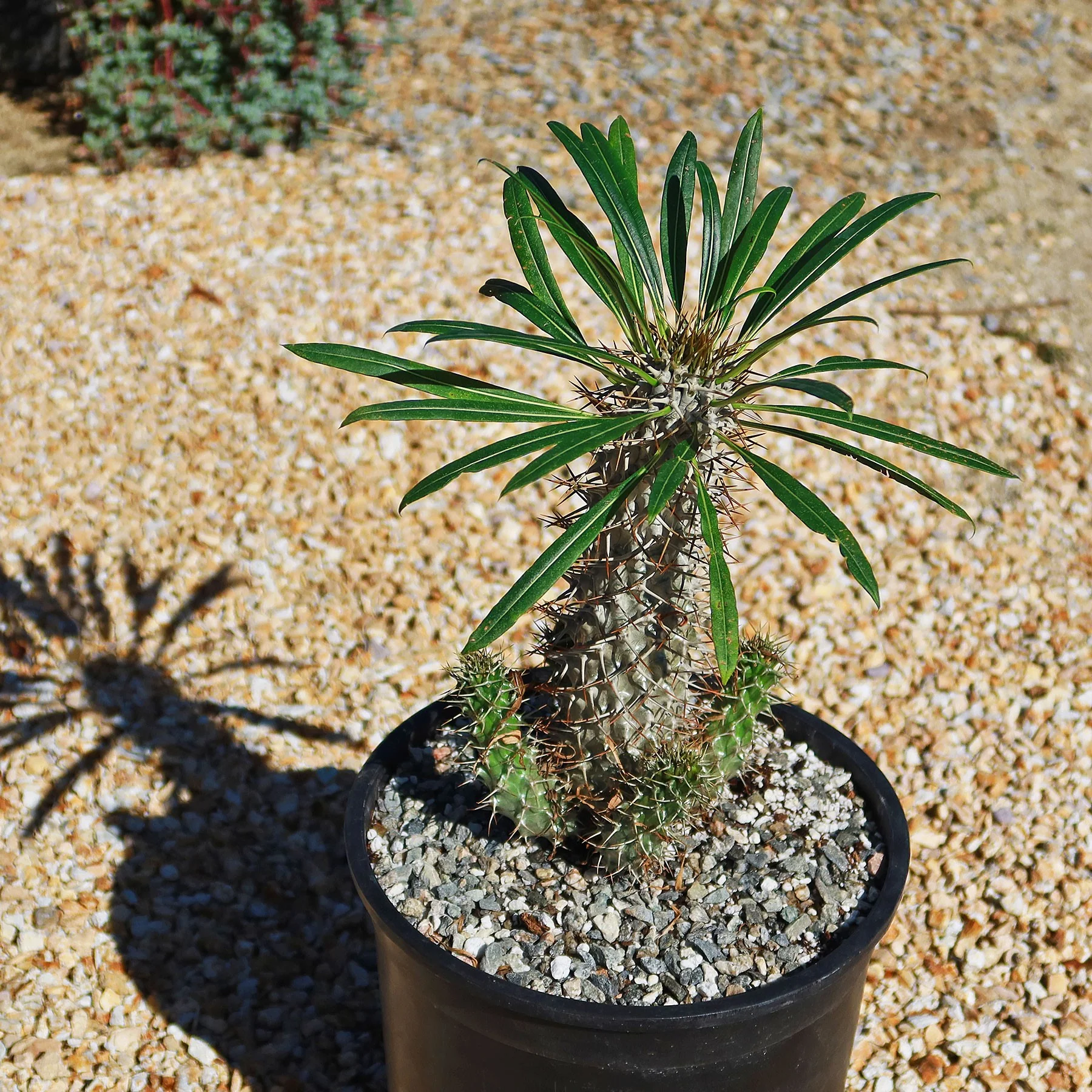 Madagascar Palm Plant - Pachypodium lamerei