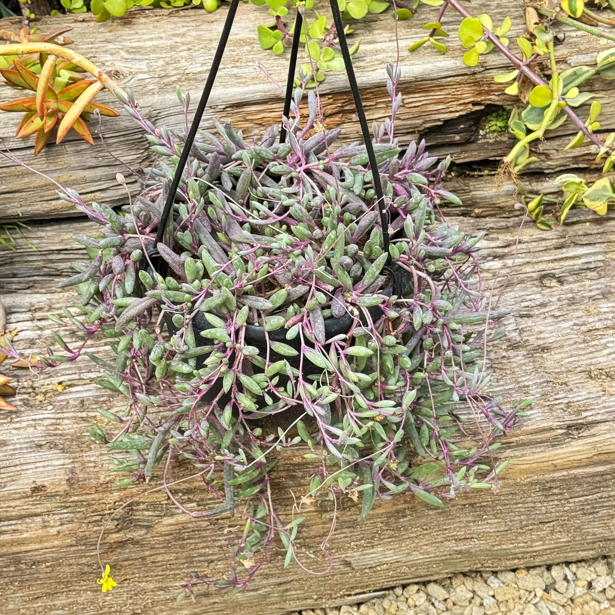 Ruby Necklace Plant 'Othonna capensis'