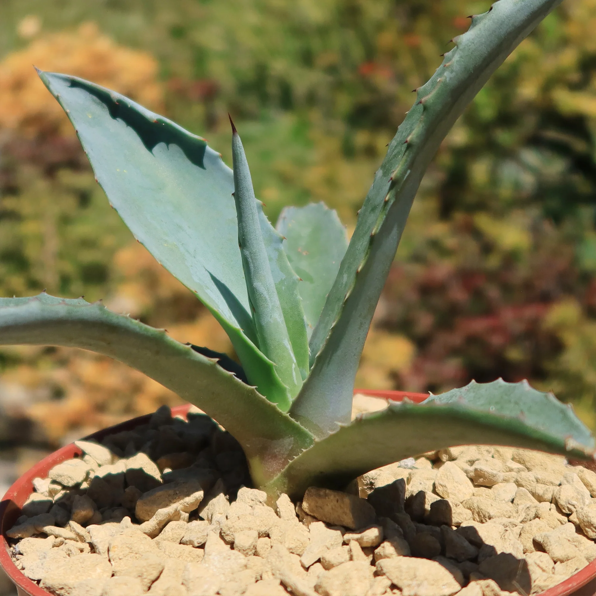 Blue agave - Agave Tequilana 'Tequila Plant'