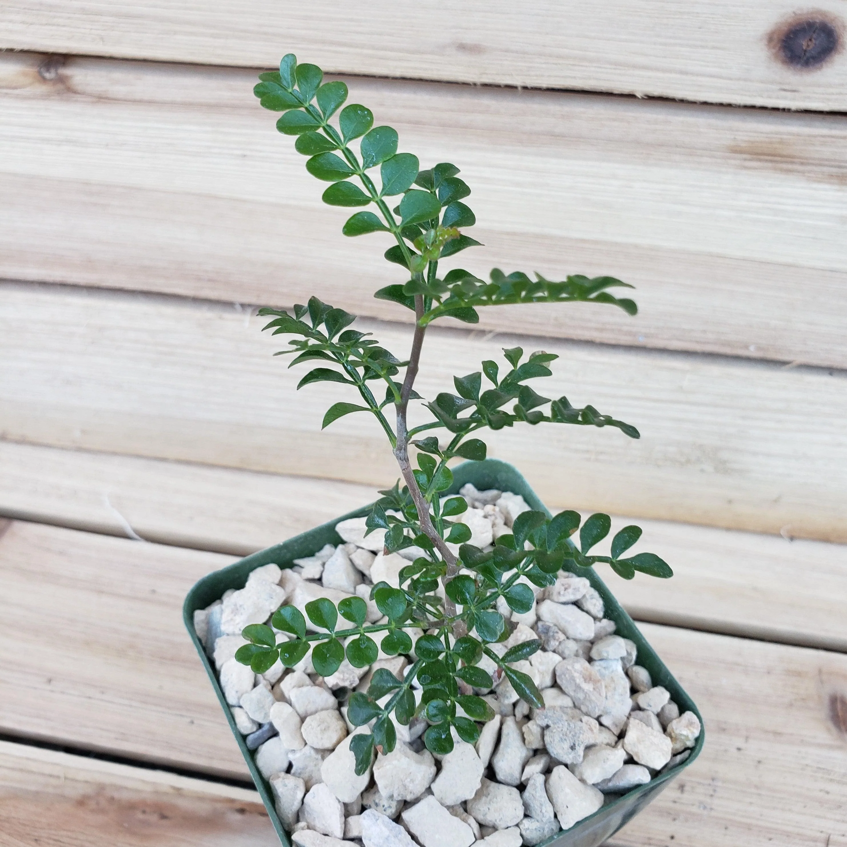 Operculicarya pachypus