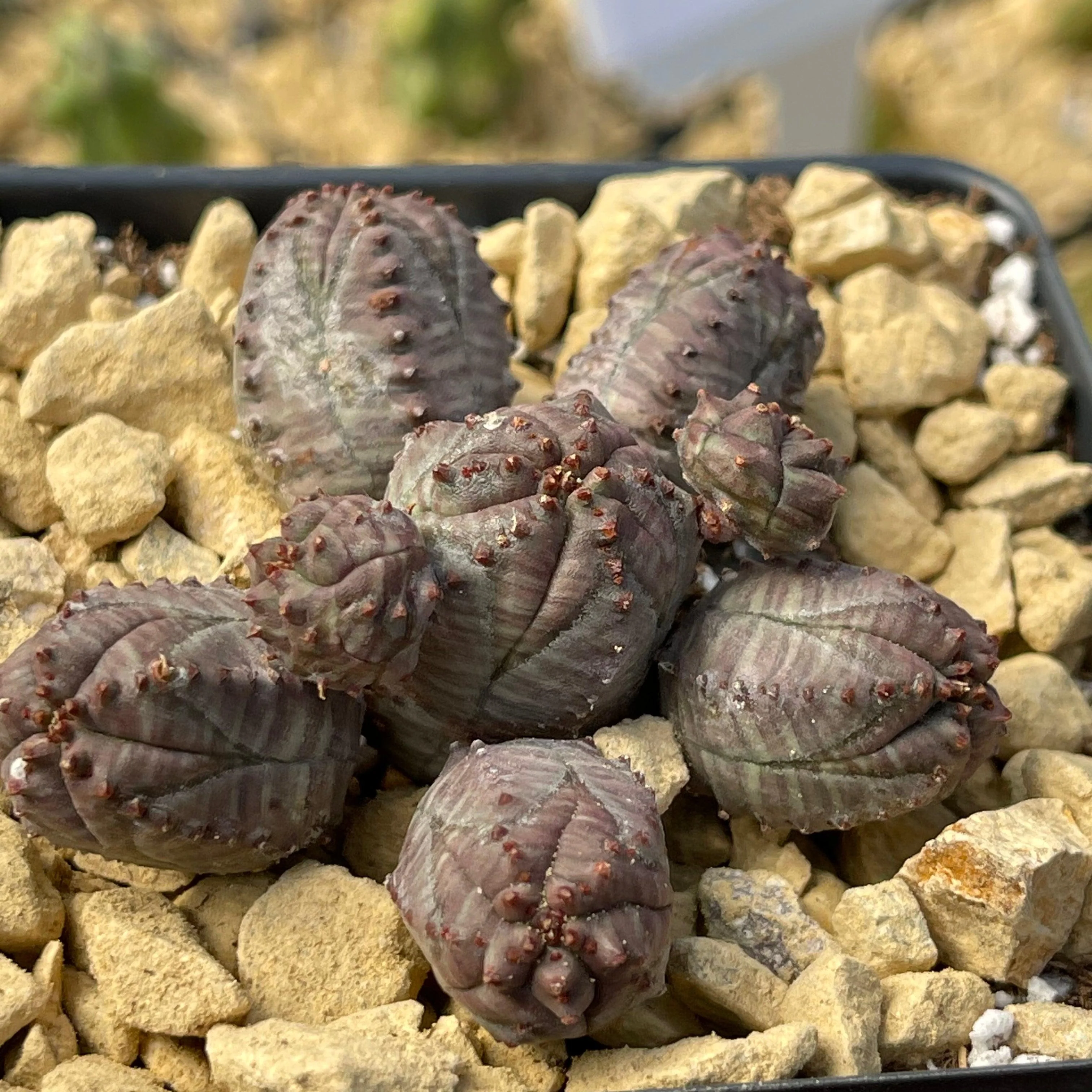 Euphorbia pseudoglobosa