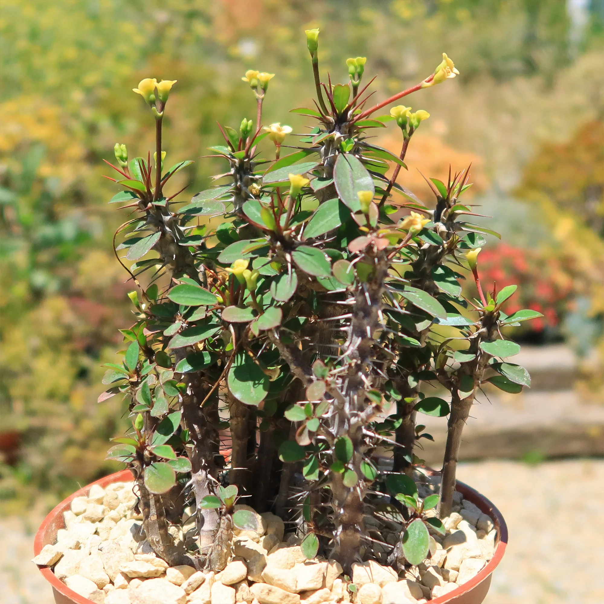 Euphorbia milii Yellow �C Crown of Thorns