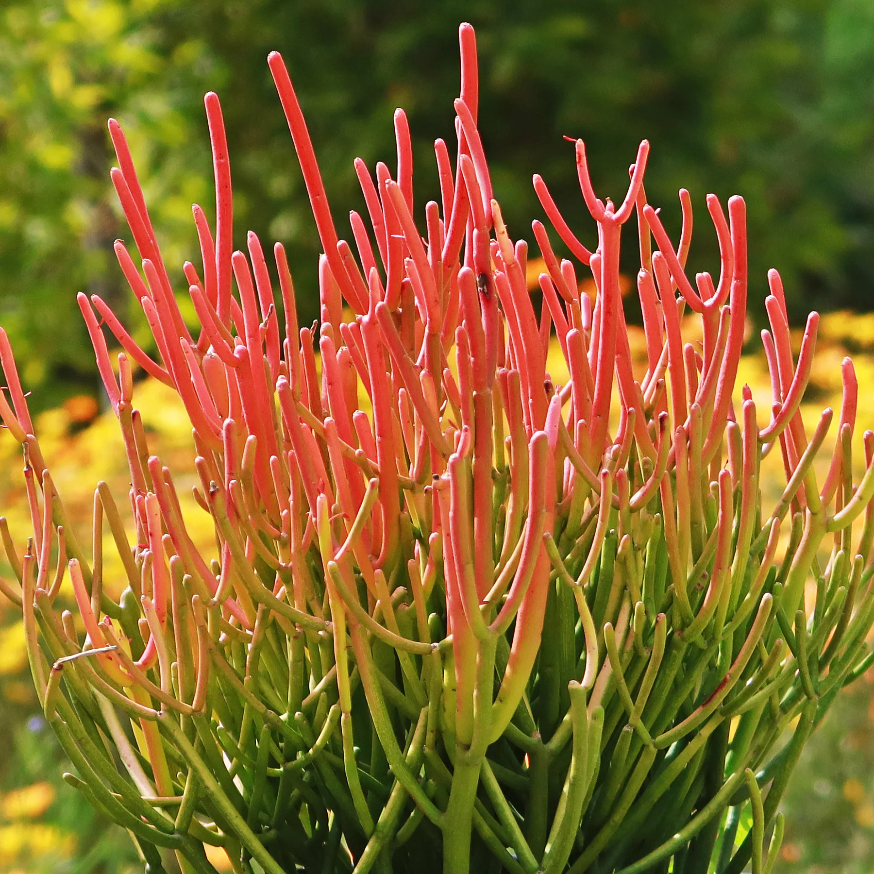 Pencil Cactus - Euphorbia tirucalli 'Firesticks'