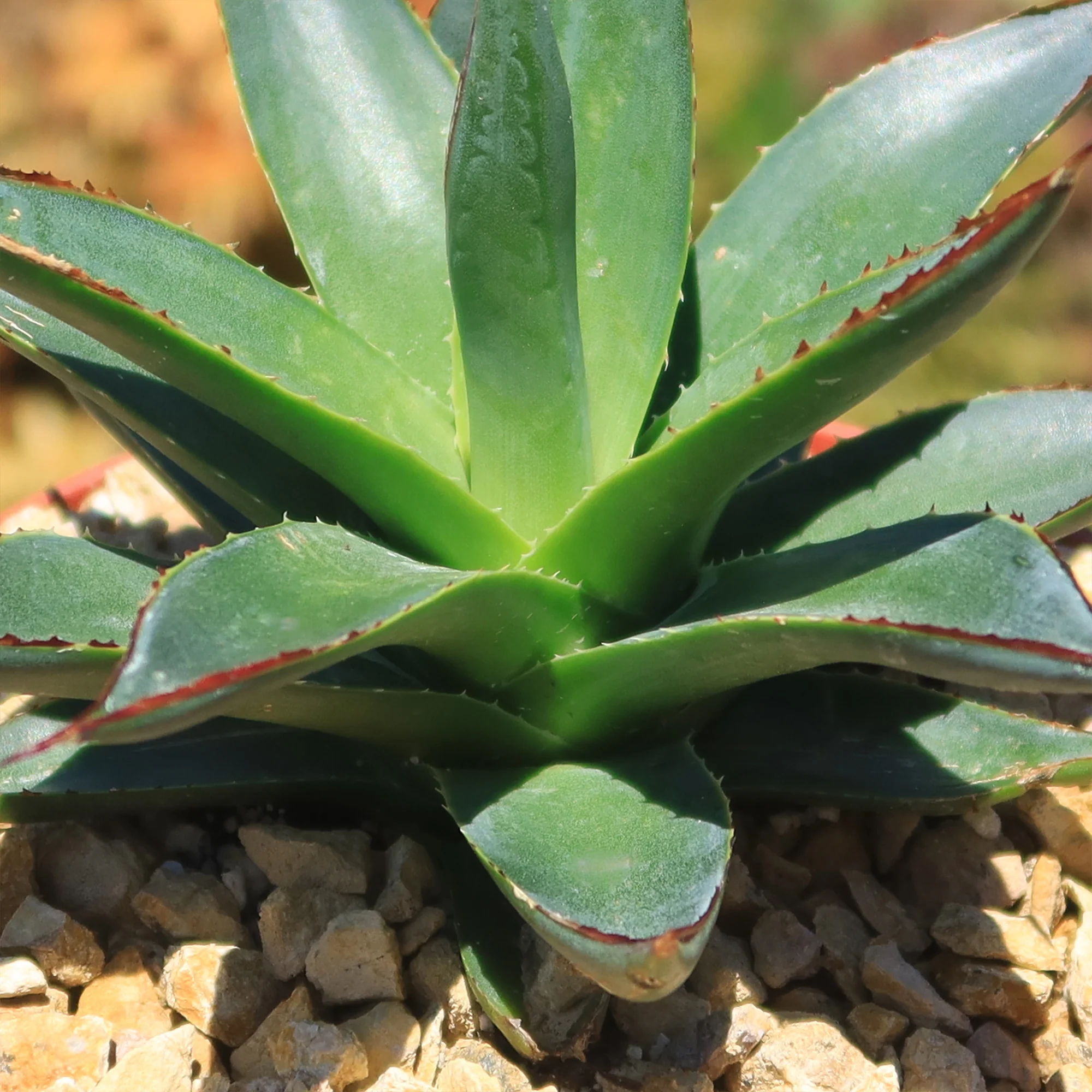 Agave Blue Glow