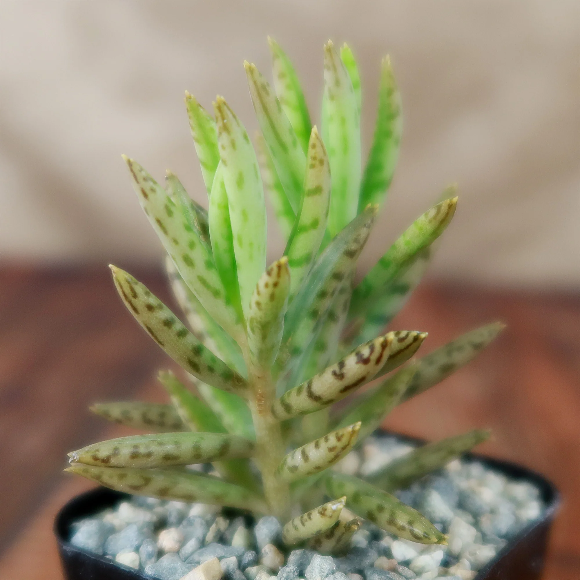 Mother of Millions 'Kalanchoe delagoensis'