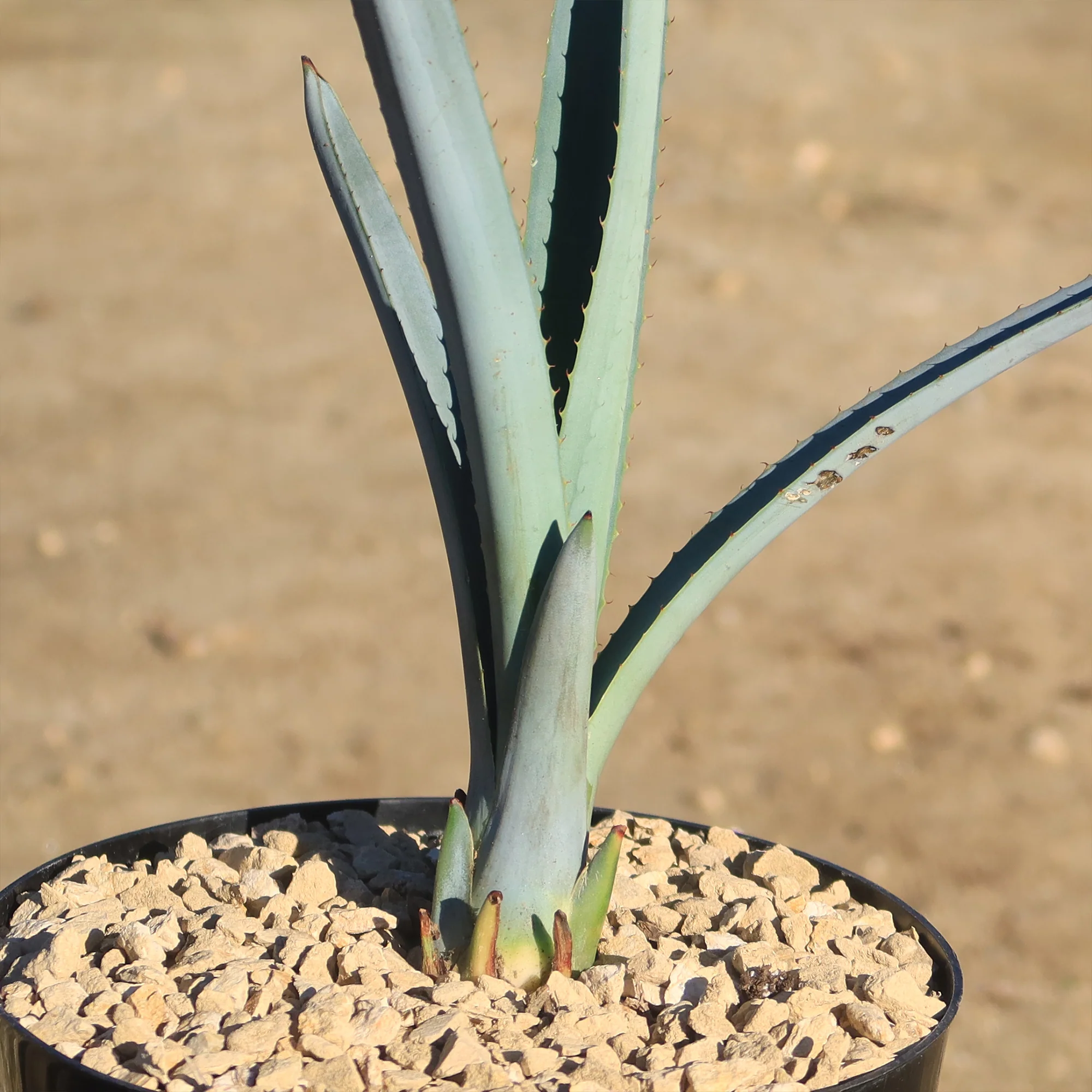 Blue agave - Agave Tequilana 'Tequila Plant'