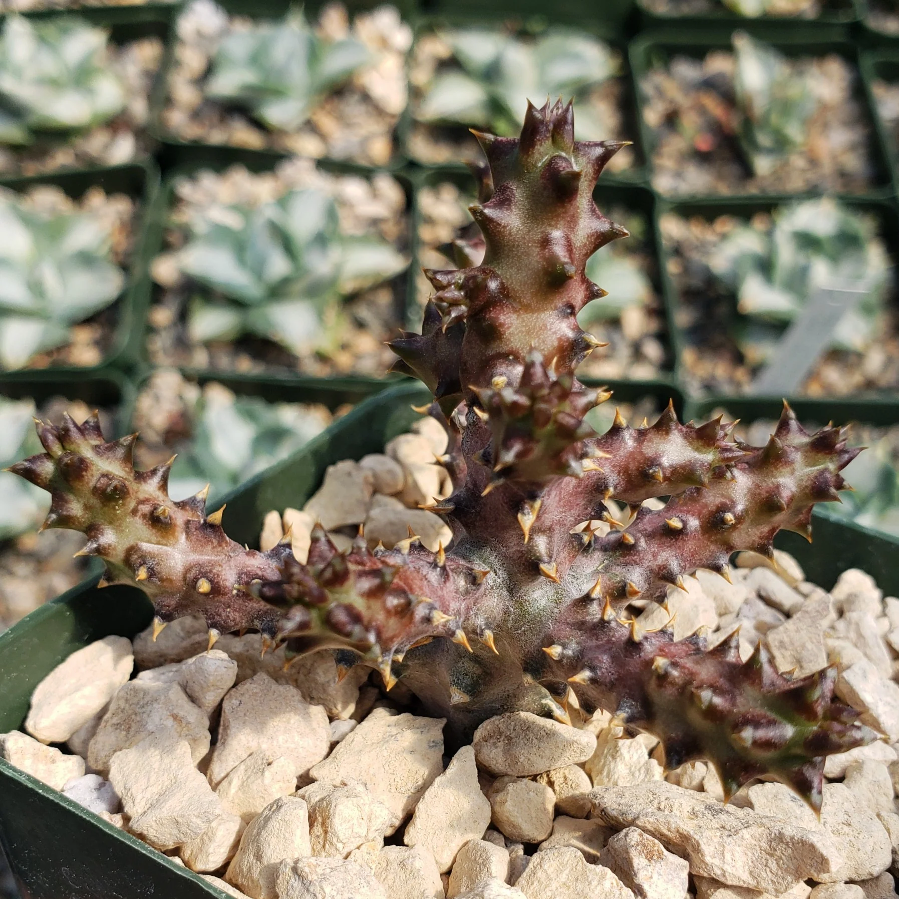 Persian Carpet Flower �C Edithcolea grandis