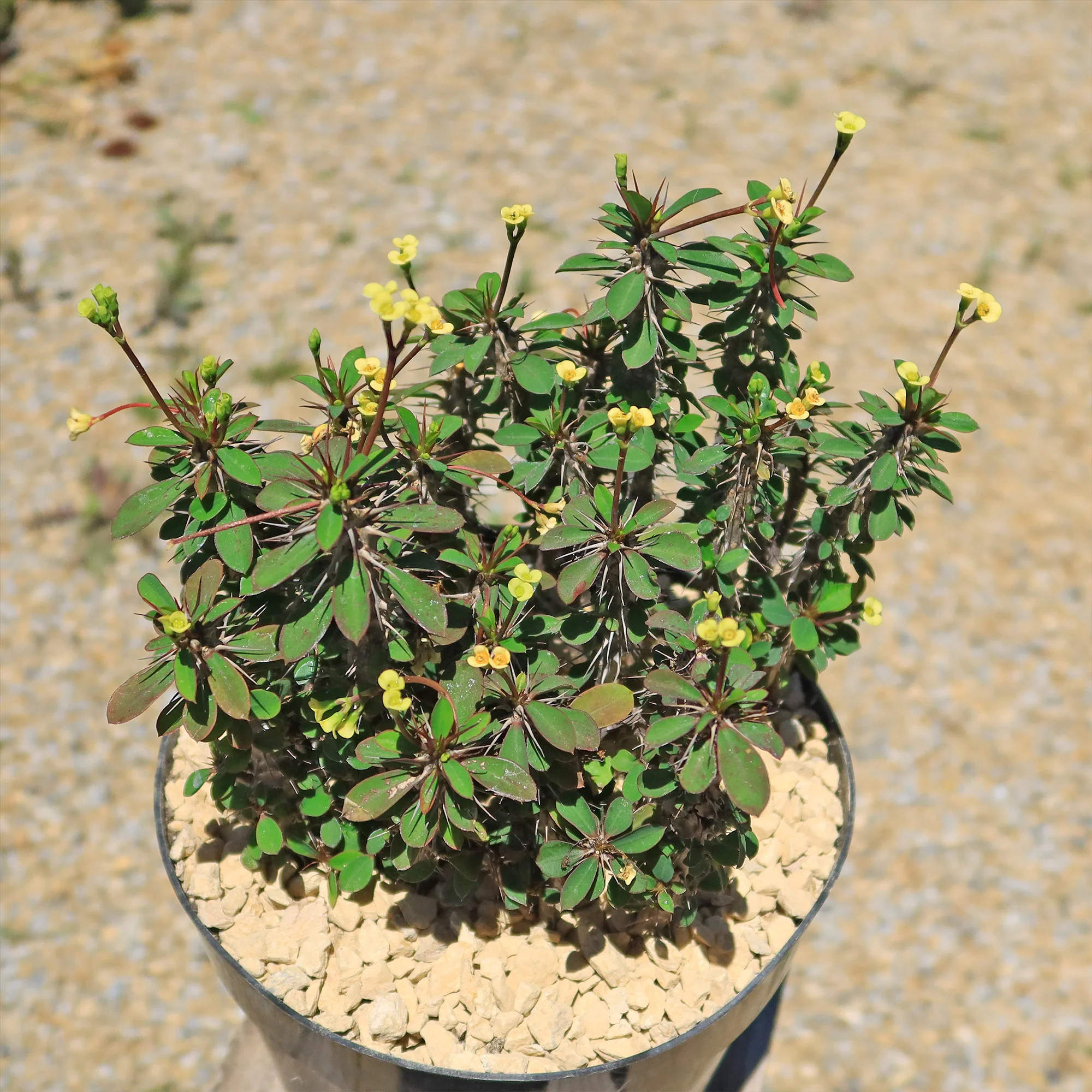 Euphorbia milii Yellow �C Crown of Thorns