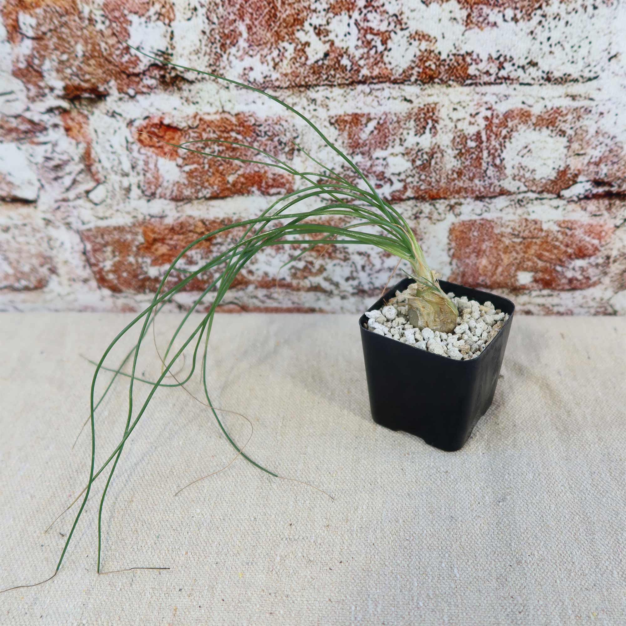 Albuca sp augrabies hills