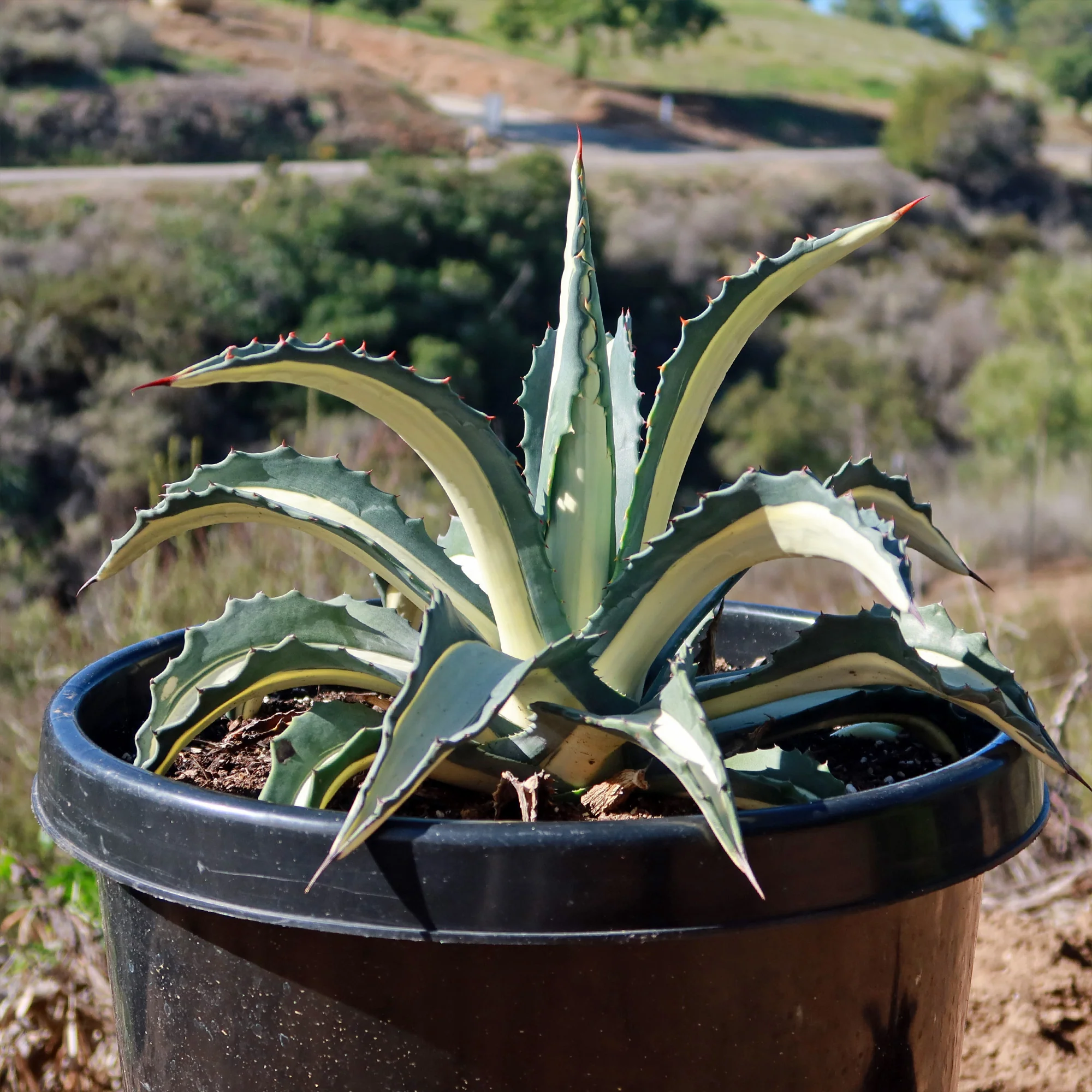Agave mediopicta alba �C White Striped Century Plant