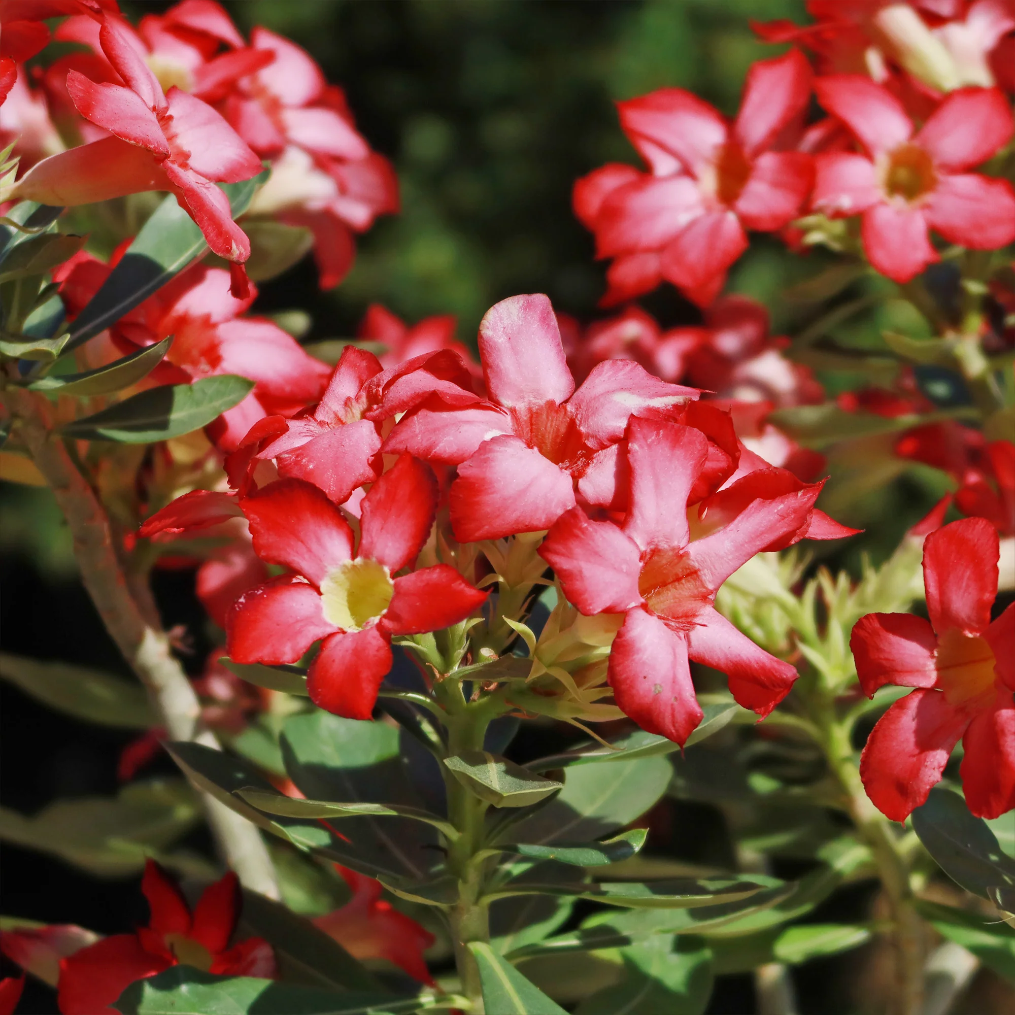 Desert Rose 'Adenium obesum'