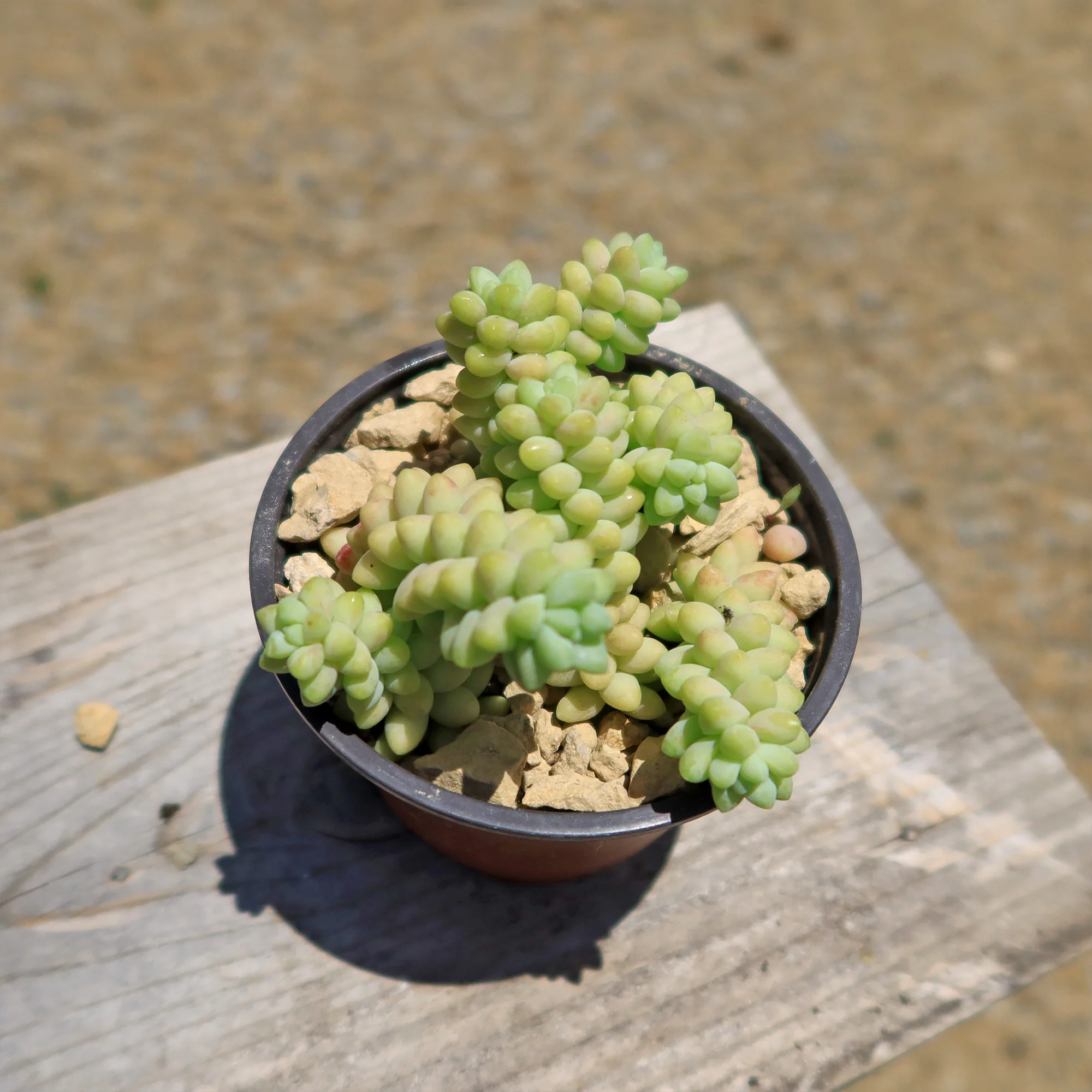 Burro��s Tail Succulent - Sedum morganianum ��Burrito��