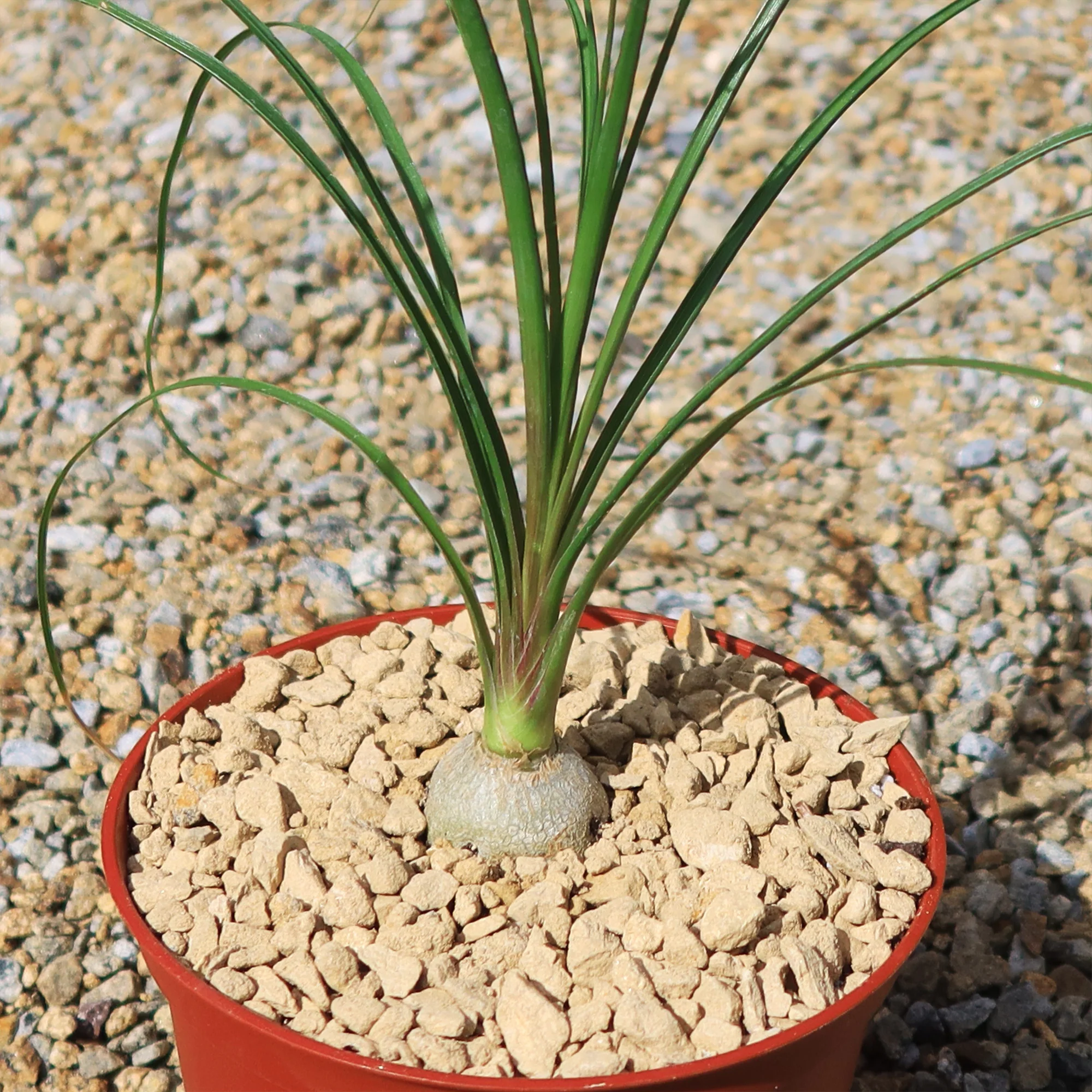 Ponytail palm 'Beaucarnea recurvata'