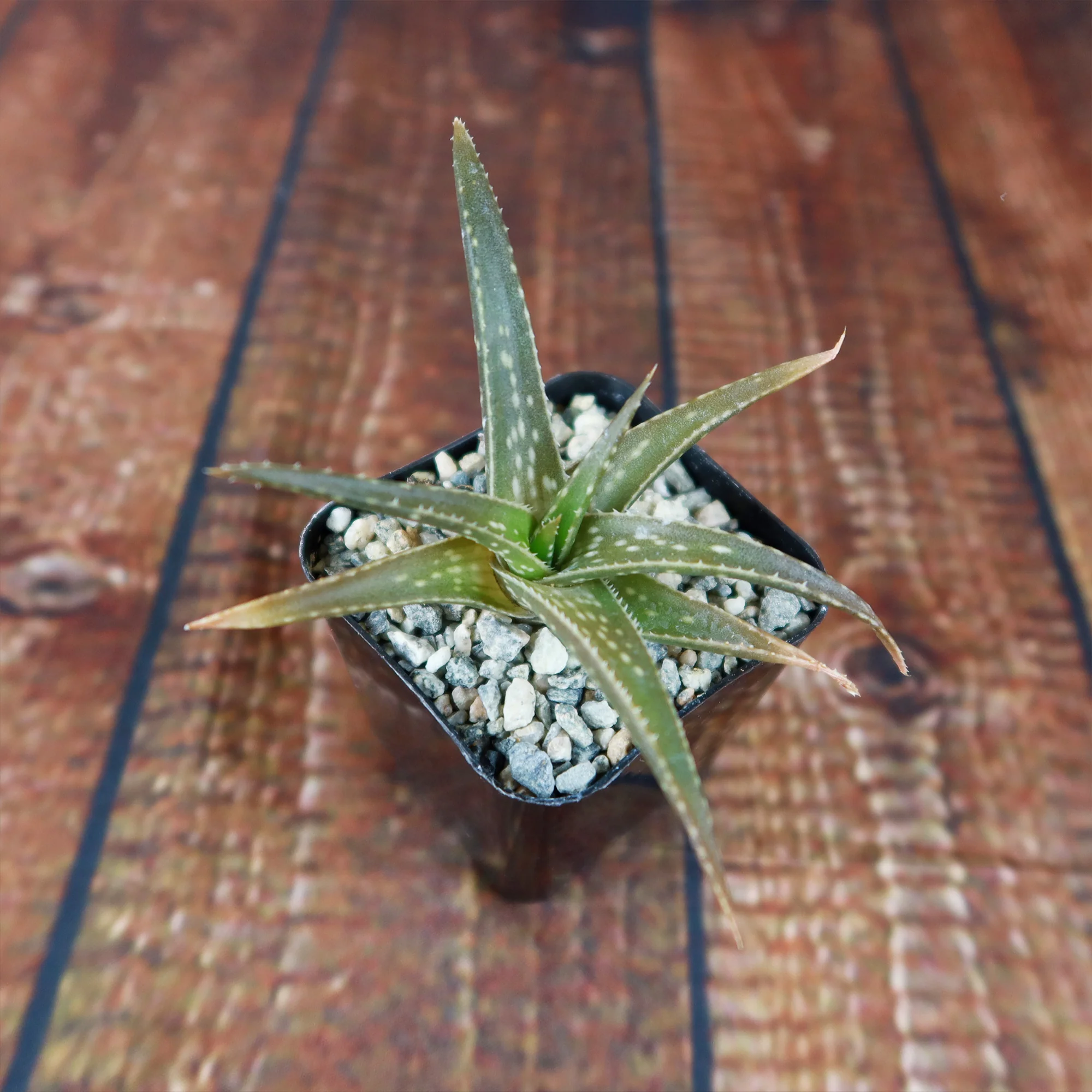 Aloe firebird hybrid