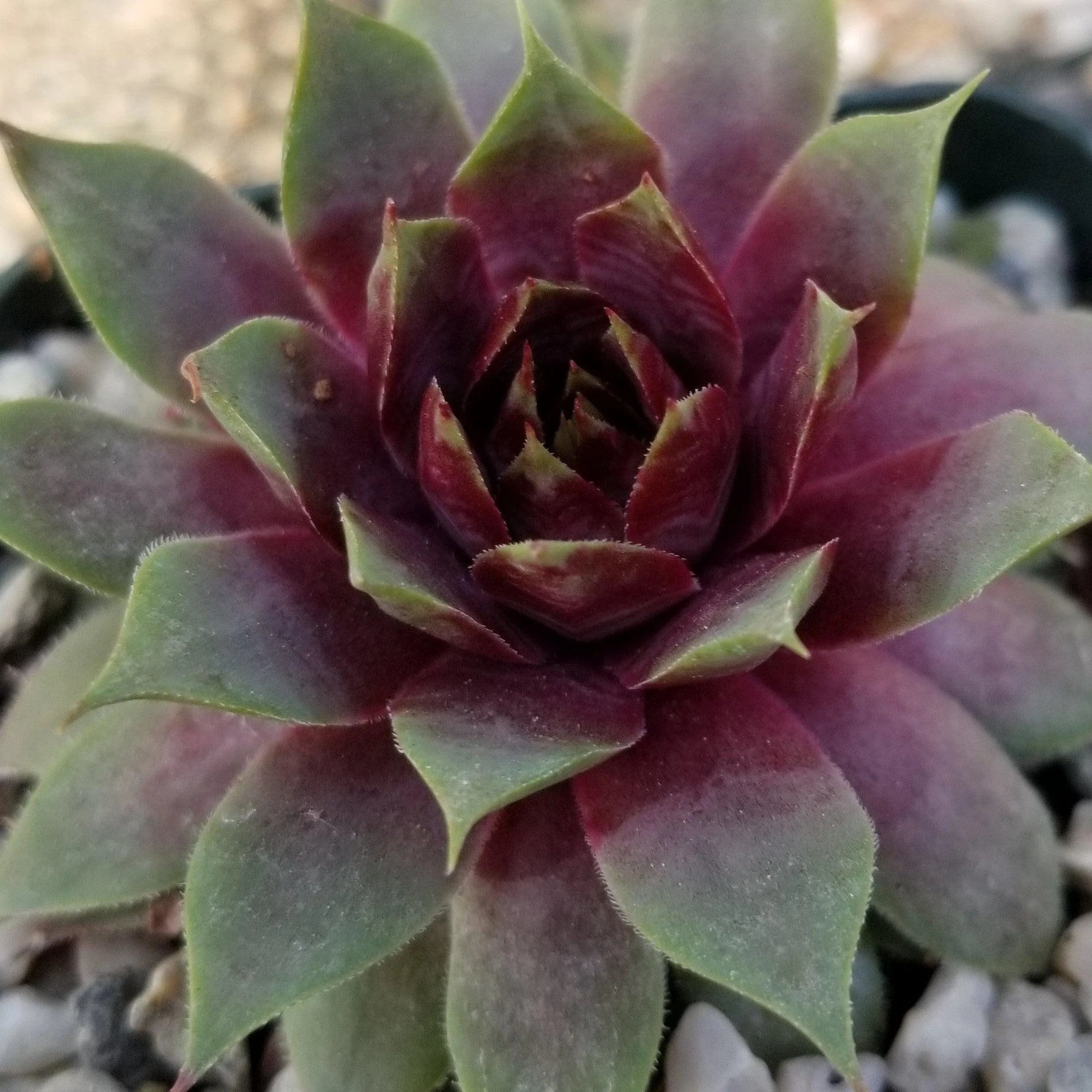 Sempervivum 'Ruby Heart' Hens and Chicks