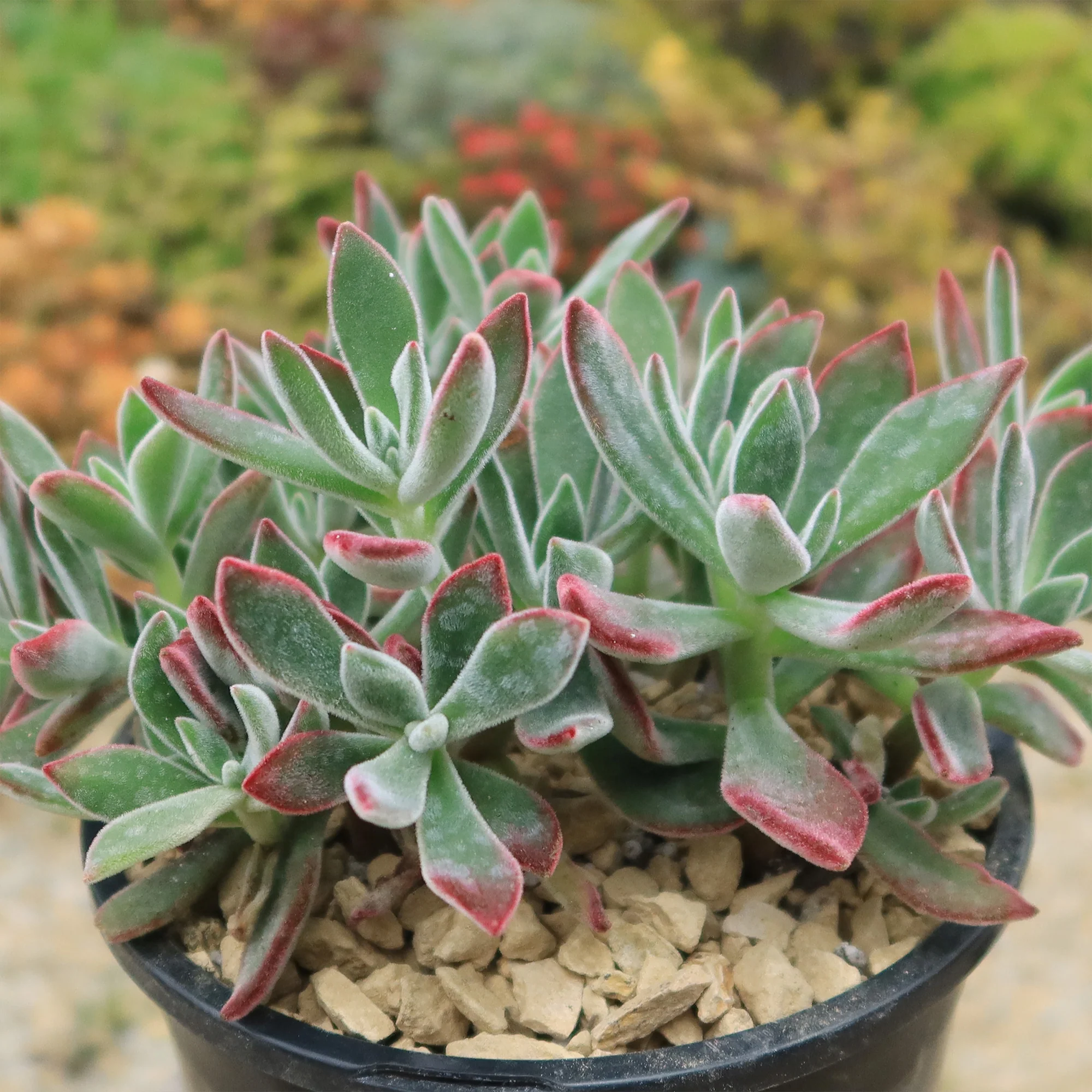 Ruby Slipper Succulent ��Echeveria harmsii��
