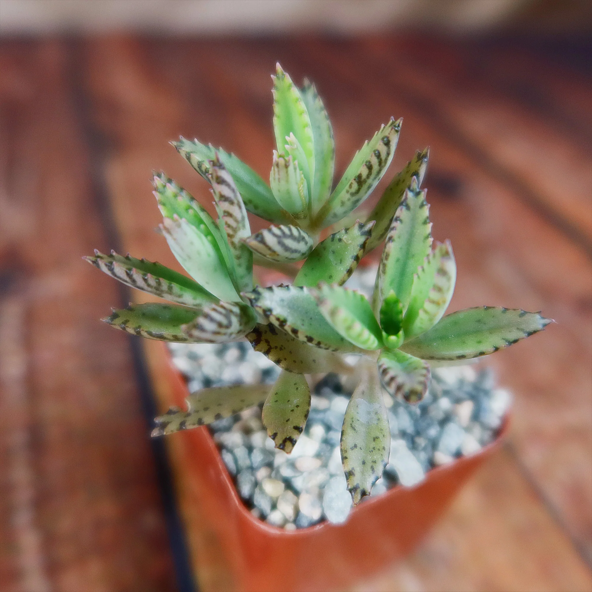 Hybrid Mother of Millions ��Kalanchoe houghtonii��