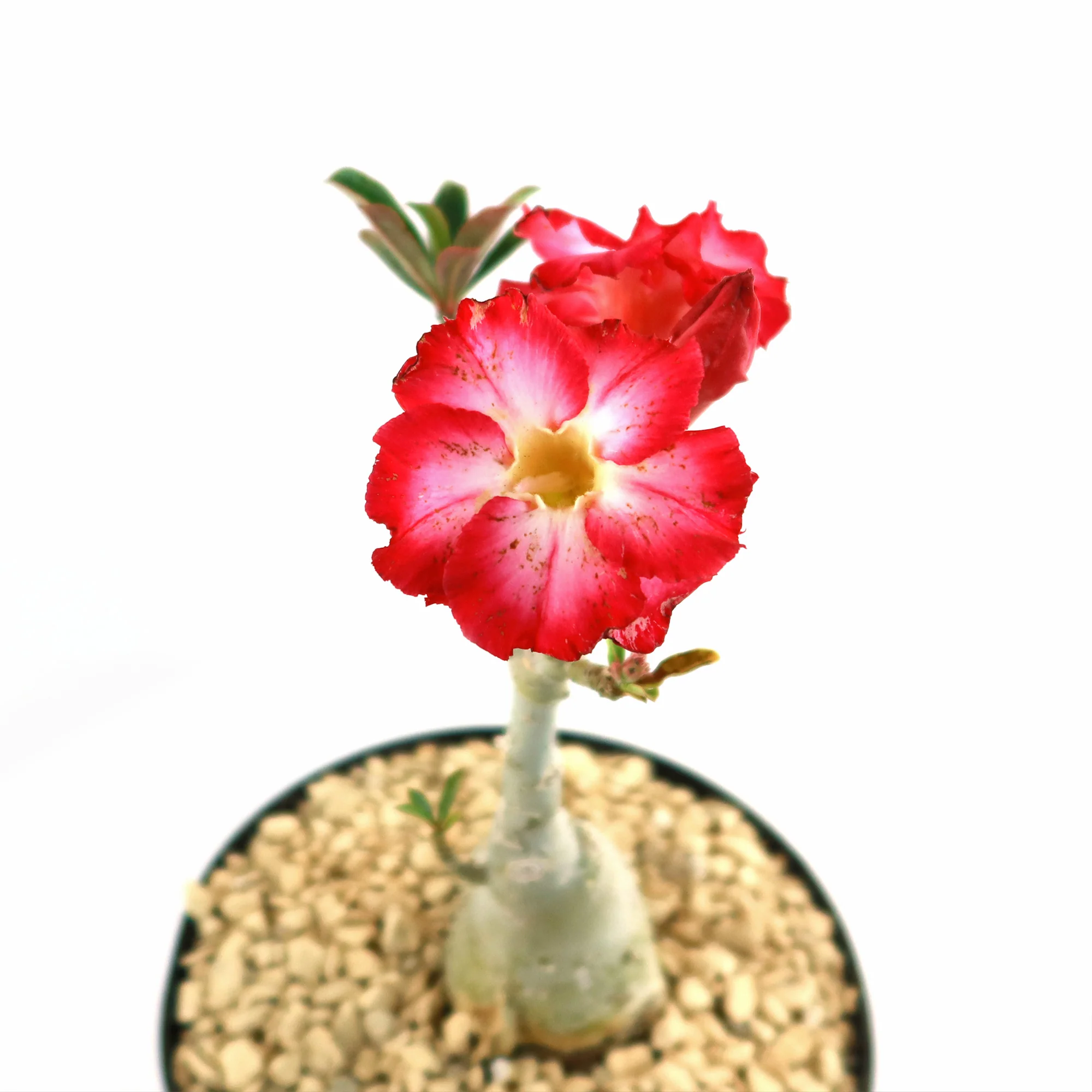 Desert Rose 'Adenium obesum'