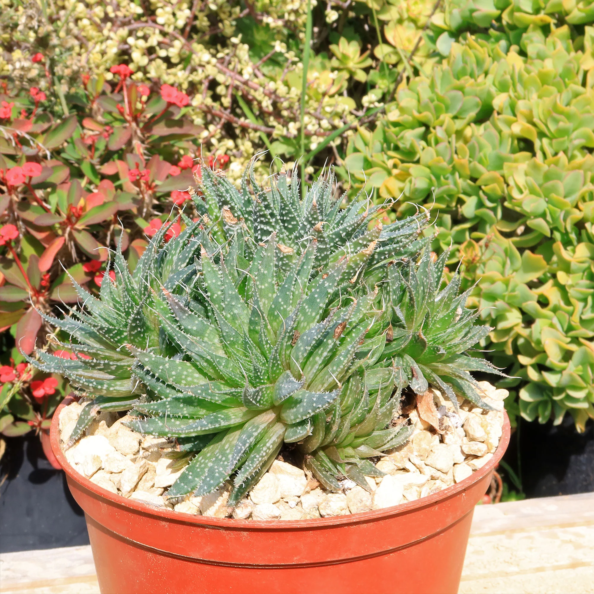 'Lace Aloe - Aloe aristata'