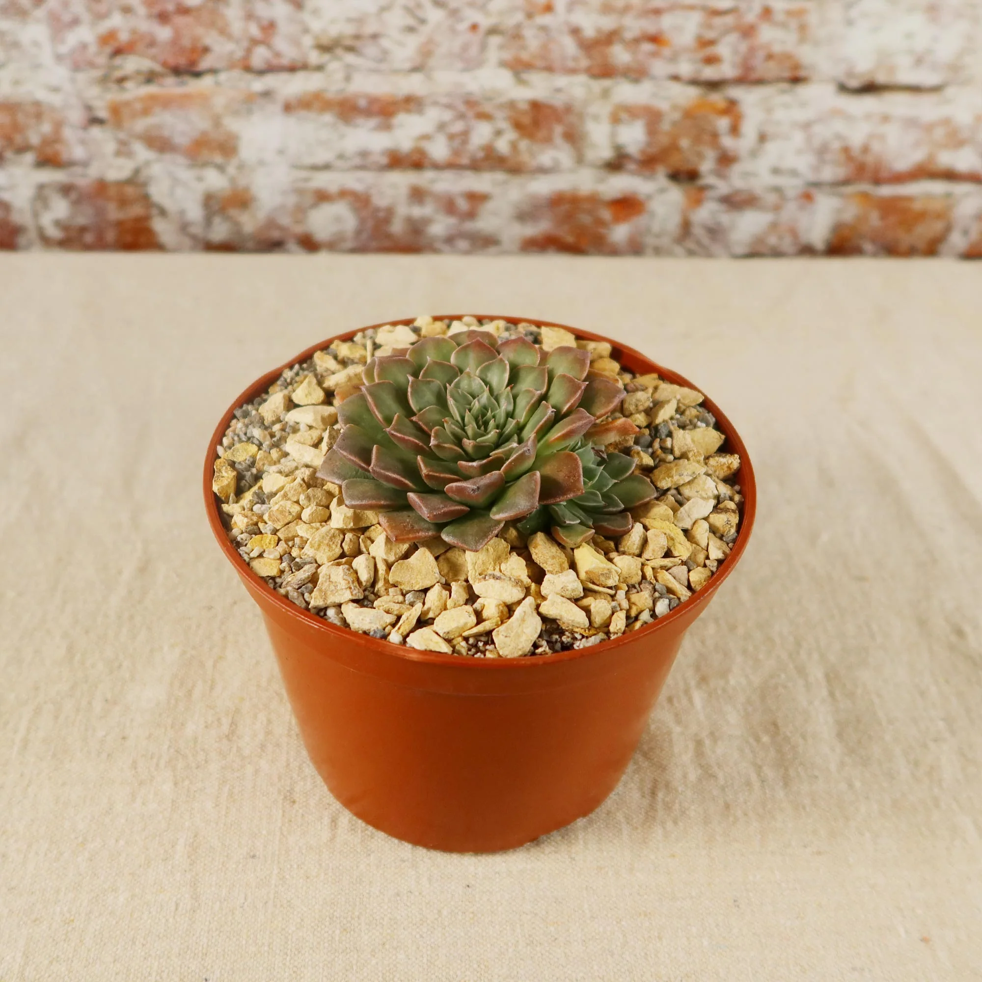 Graptopetalum tacitus bellus super star