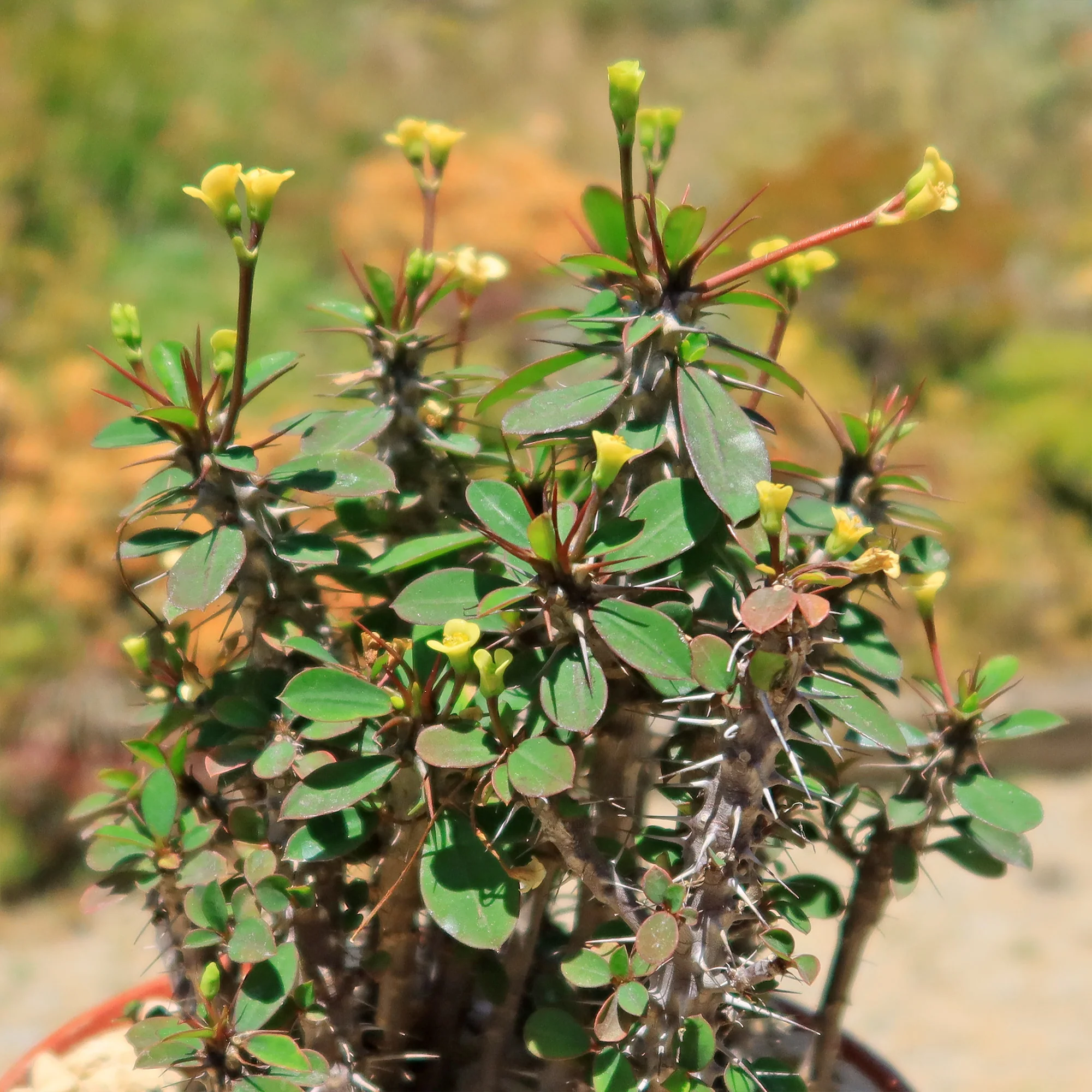 Euphorbia milii Yellow �C Crown of Thorns