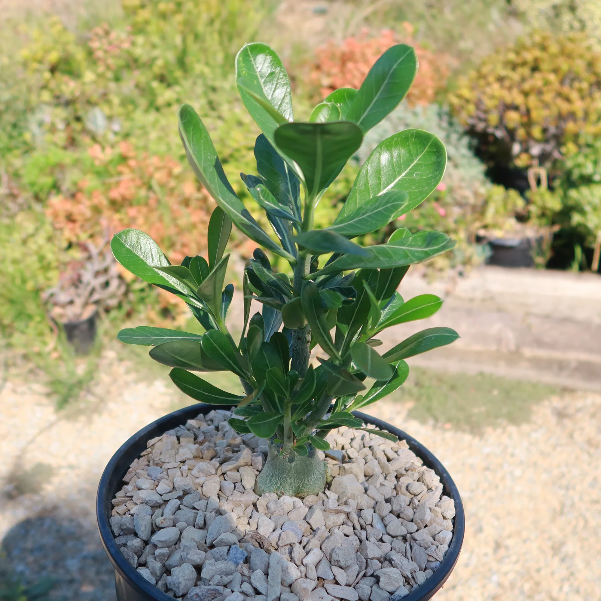 Desert Rose 'Adenium obesum'