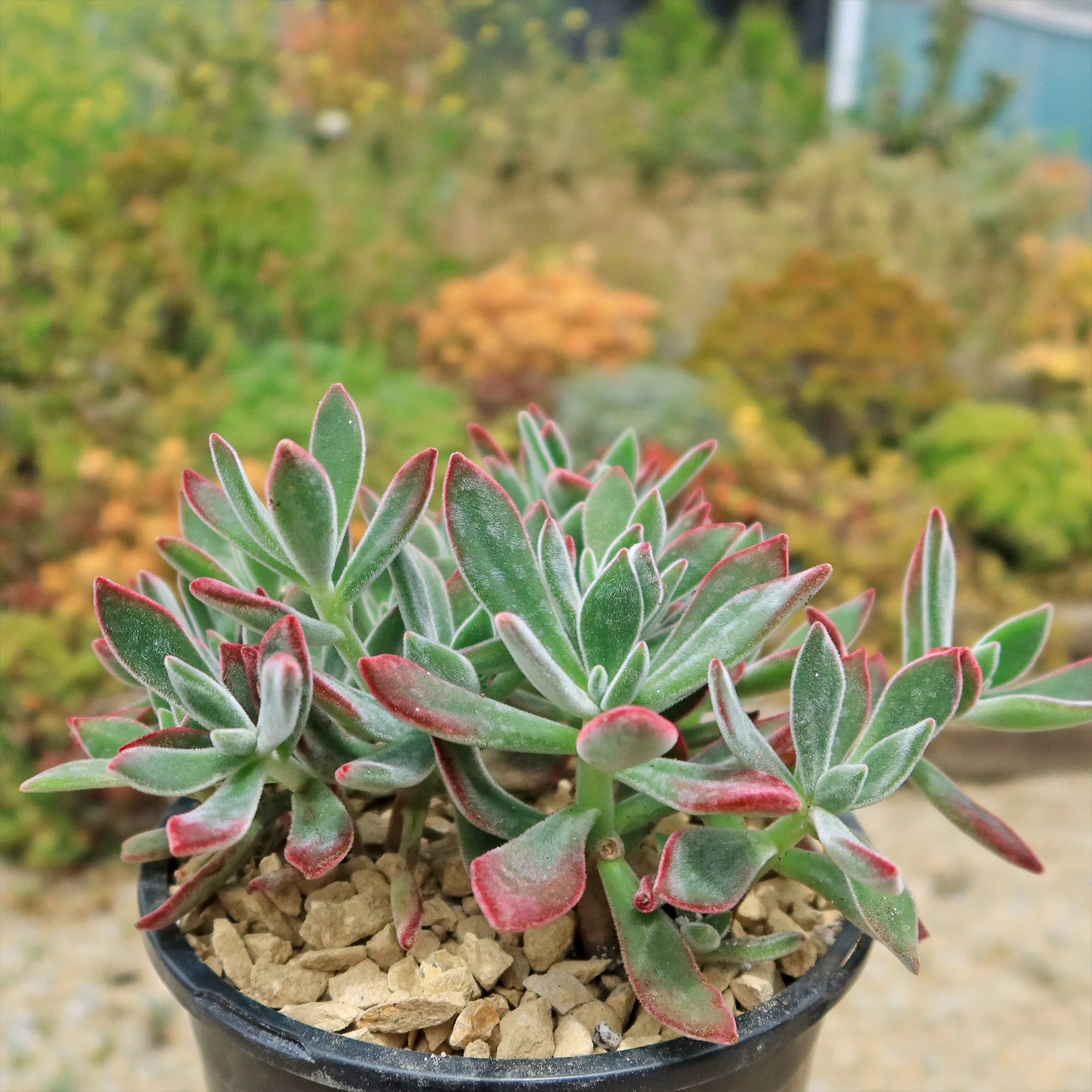 Ruby Slipper Succulent ��Echeveria harmsii��