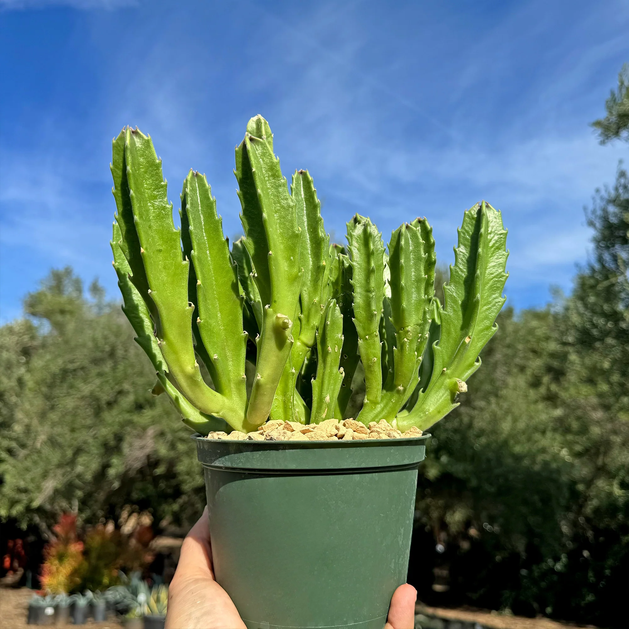 Carrion Plant 'Stapelia gigantea'