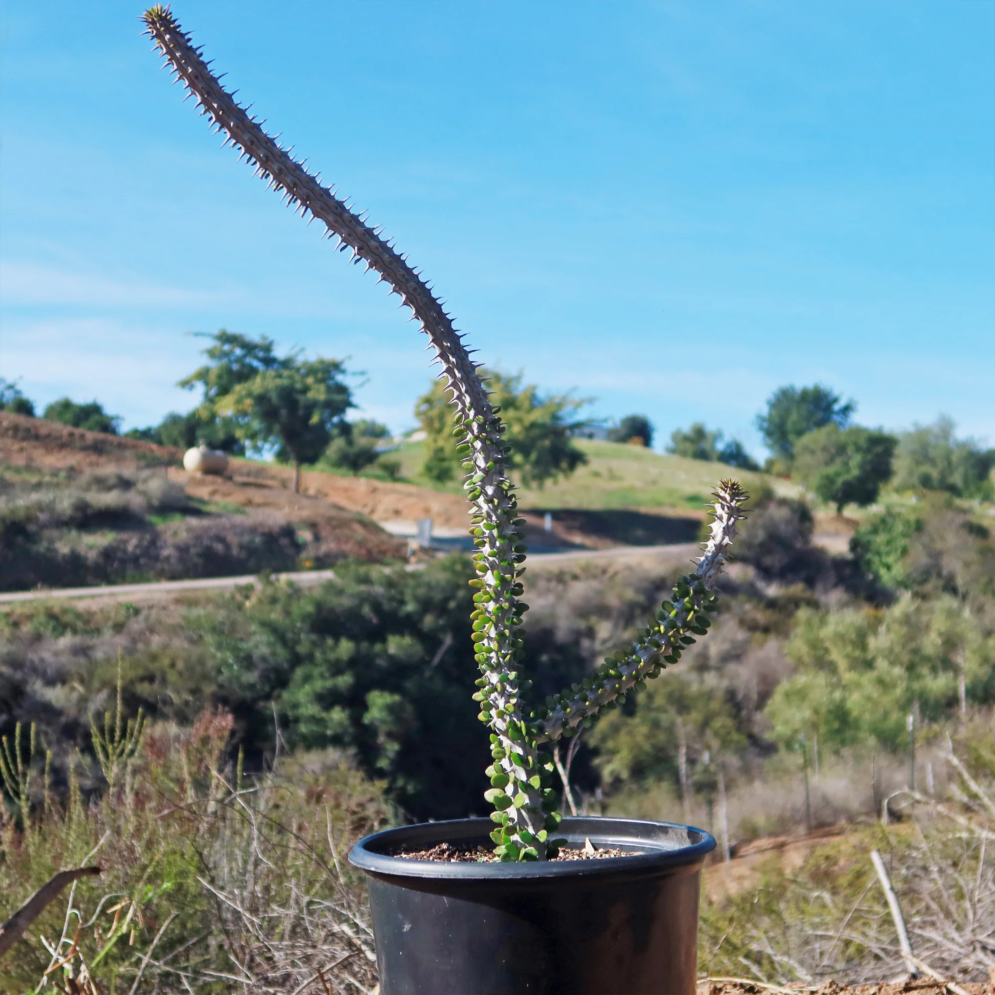 Madagascar ocotillo 'Alluaudia procera'