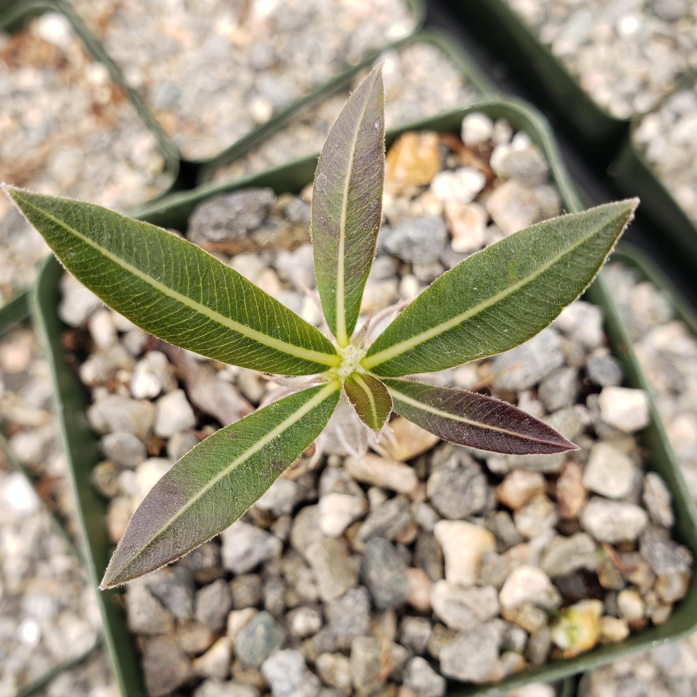 Pachypodium horombense
