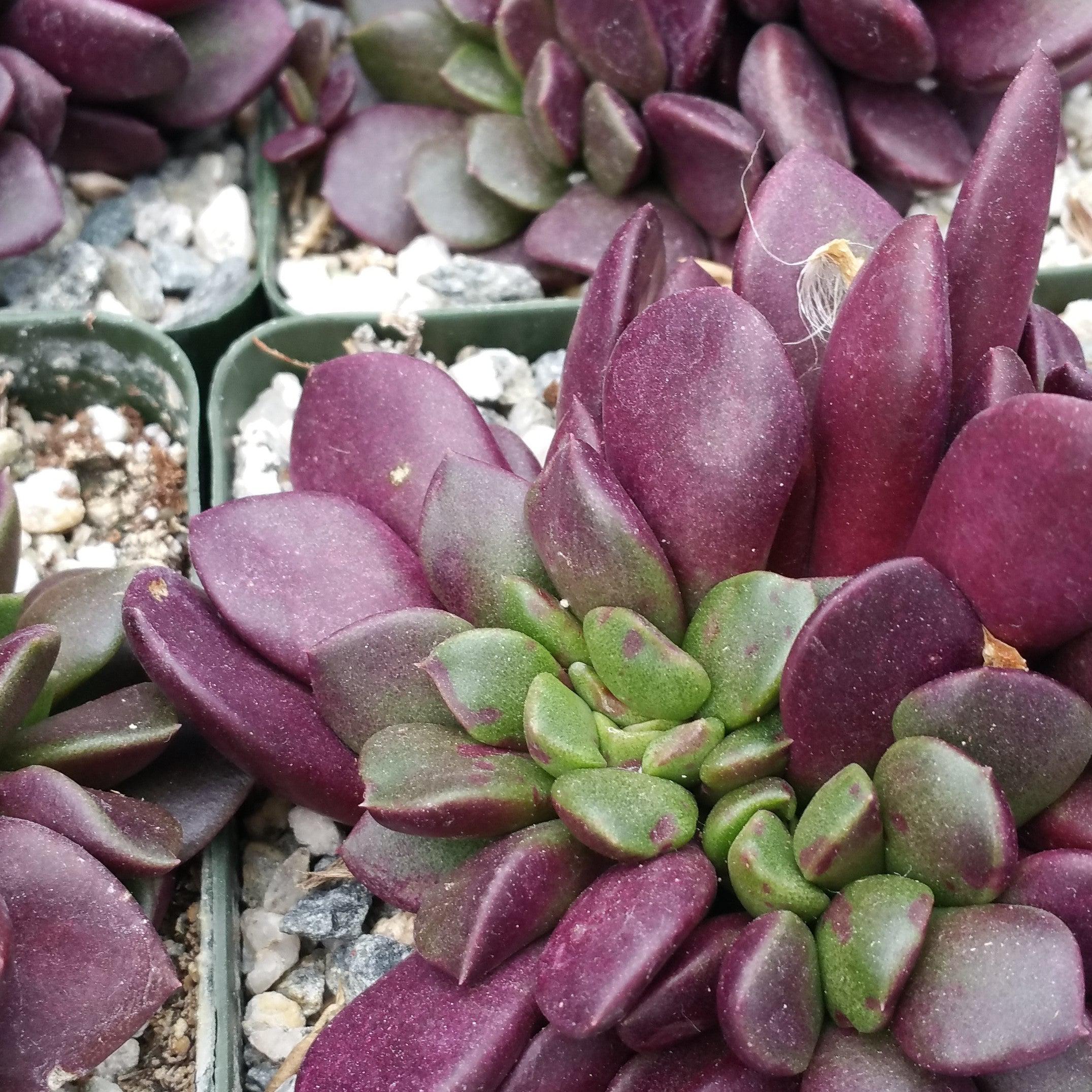 'Sand Rose Succulent - Anacampseros rufescens'