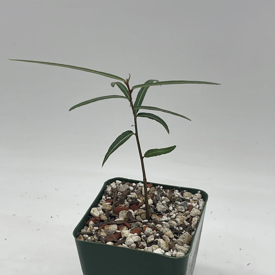 Queensland Bottle Tree 'Brachychiton rupestris'