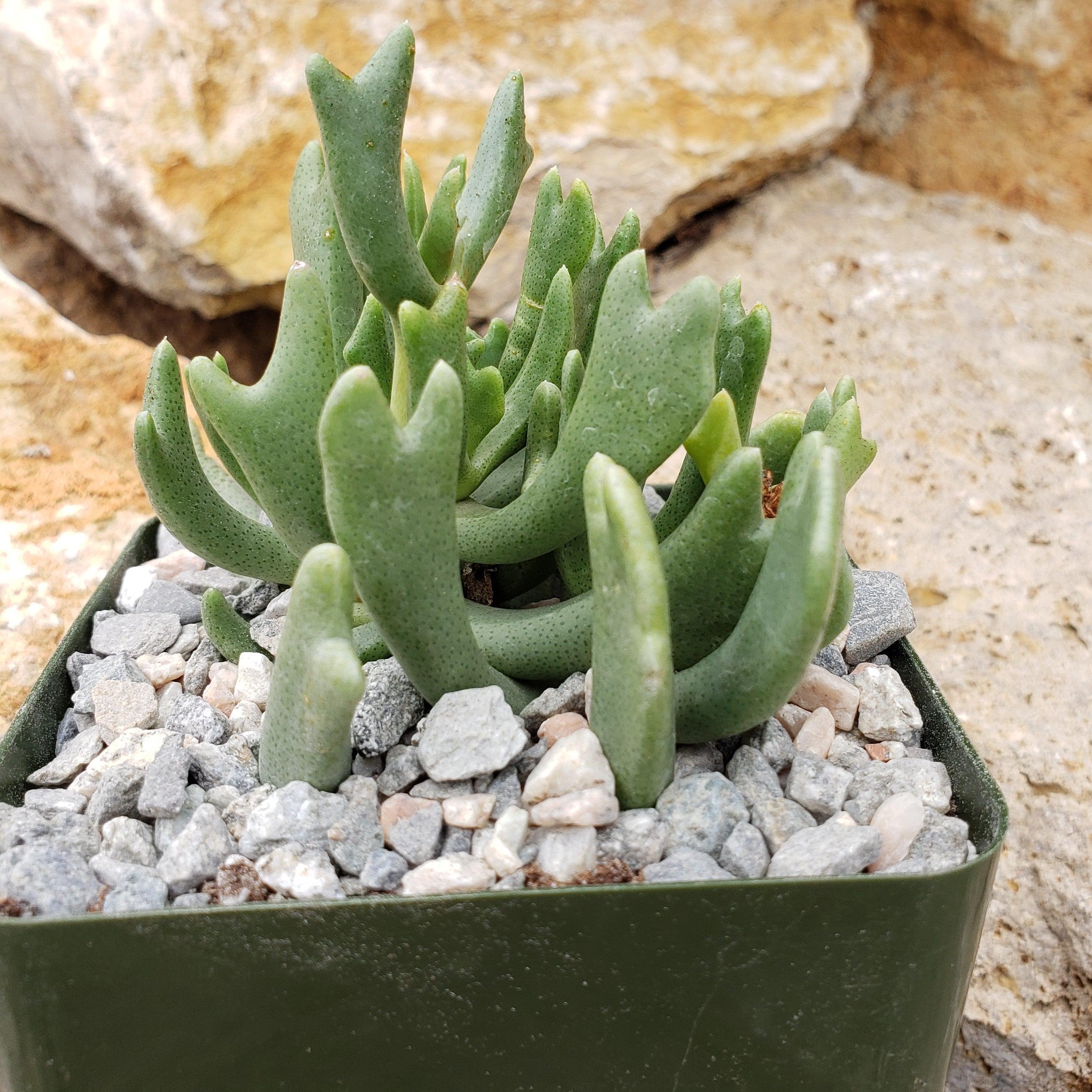 Rhombophyllum dolabriforme