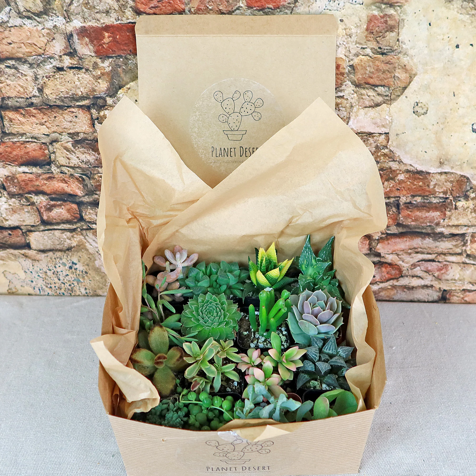 Succulent Sampler Gift Box