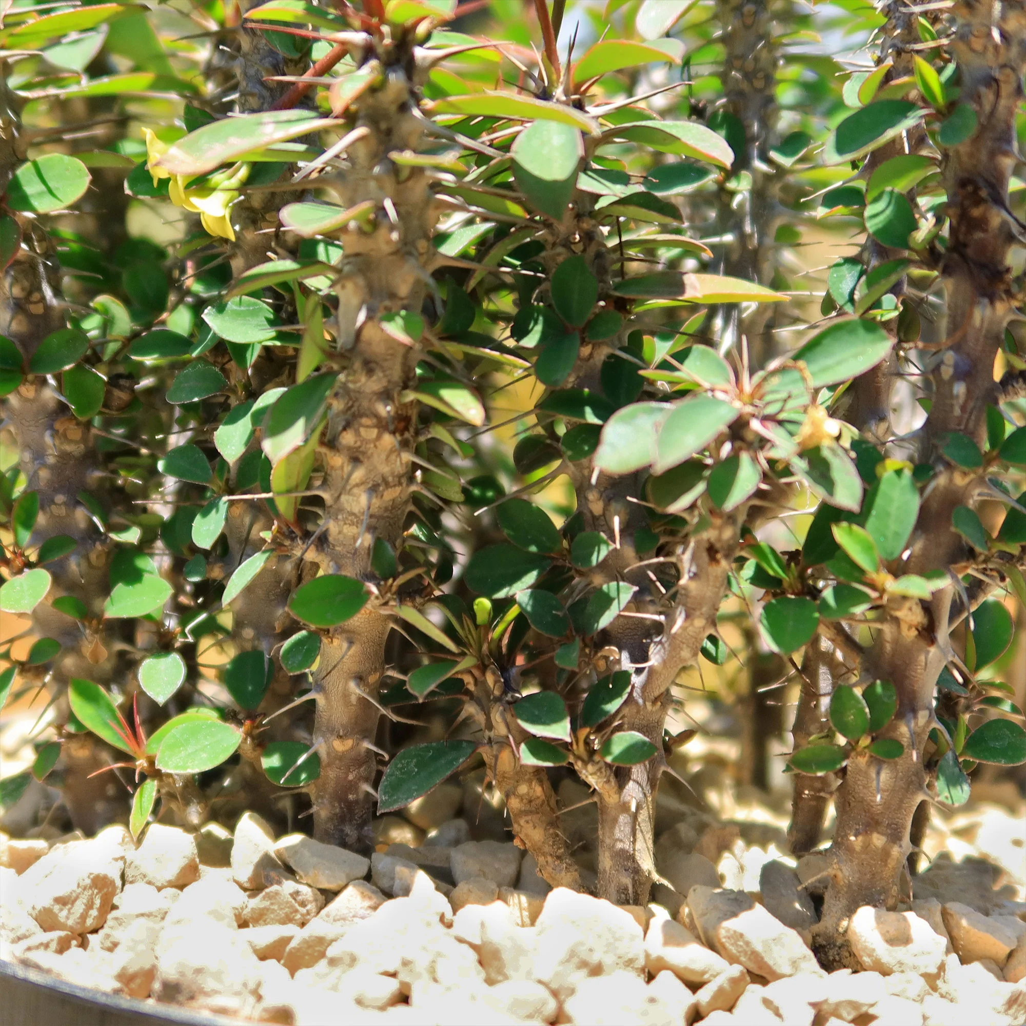 Euphorbia milii Yellow �C Crown of Thorns