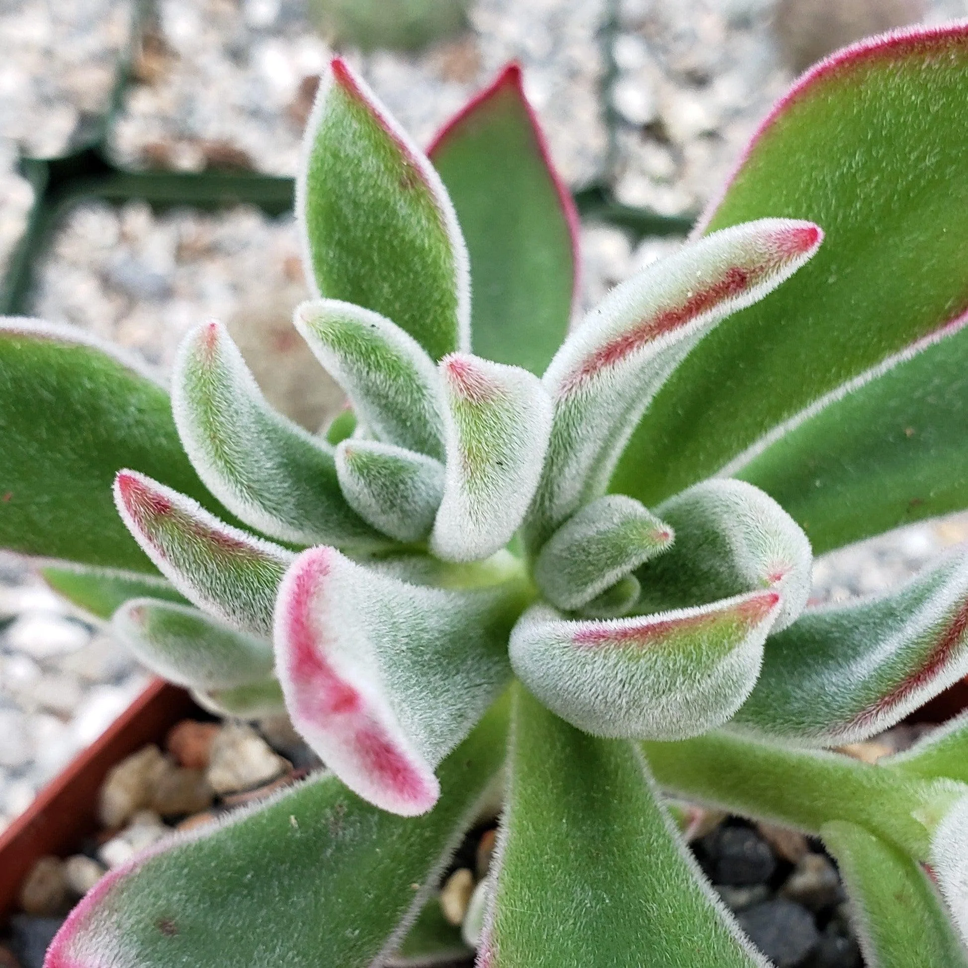 Ruby Slipper Succulent ��Echeveria harmsii��